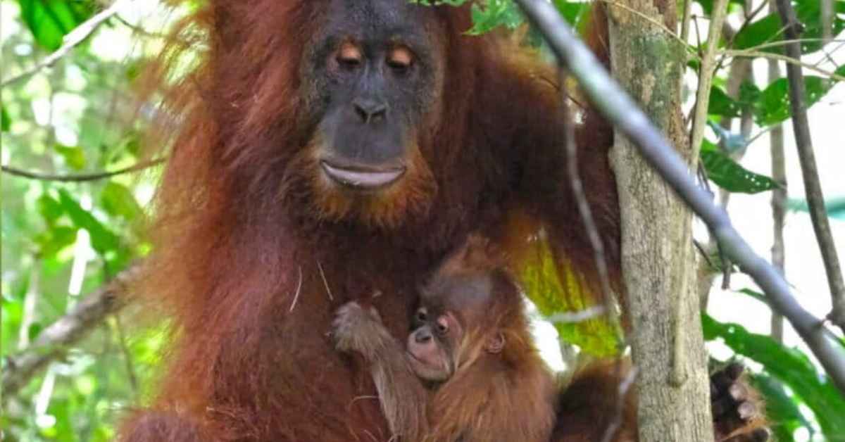 An orangutan and its child hanging from a tree