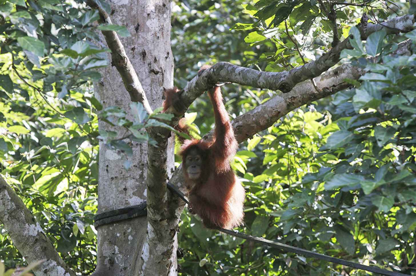 An orangutan hanging from a tree branch