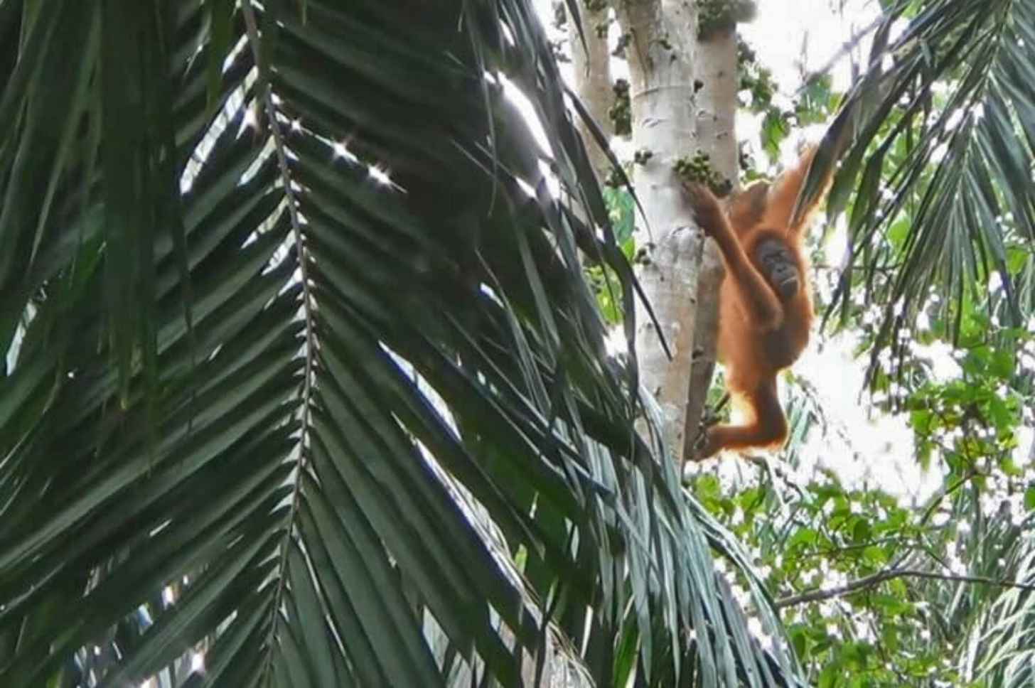 An orangutan hanging from a tree branch