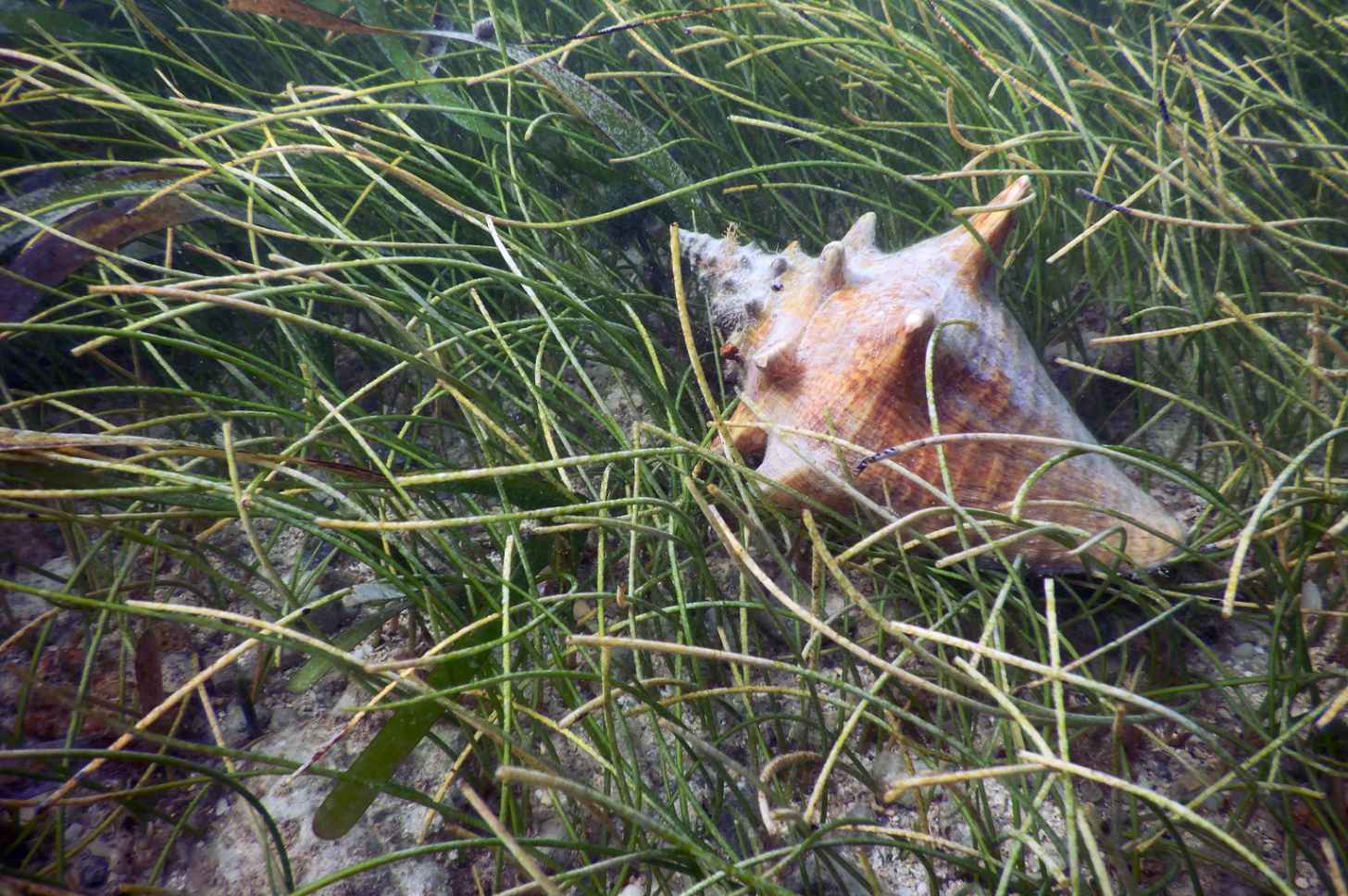 Queen conch (Aliger gigas) in seagrass