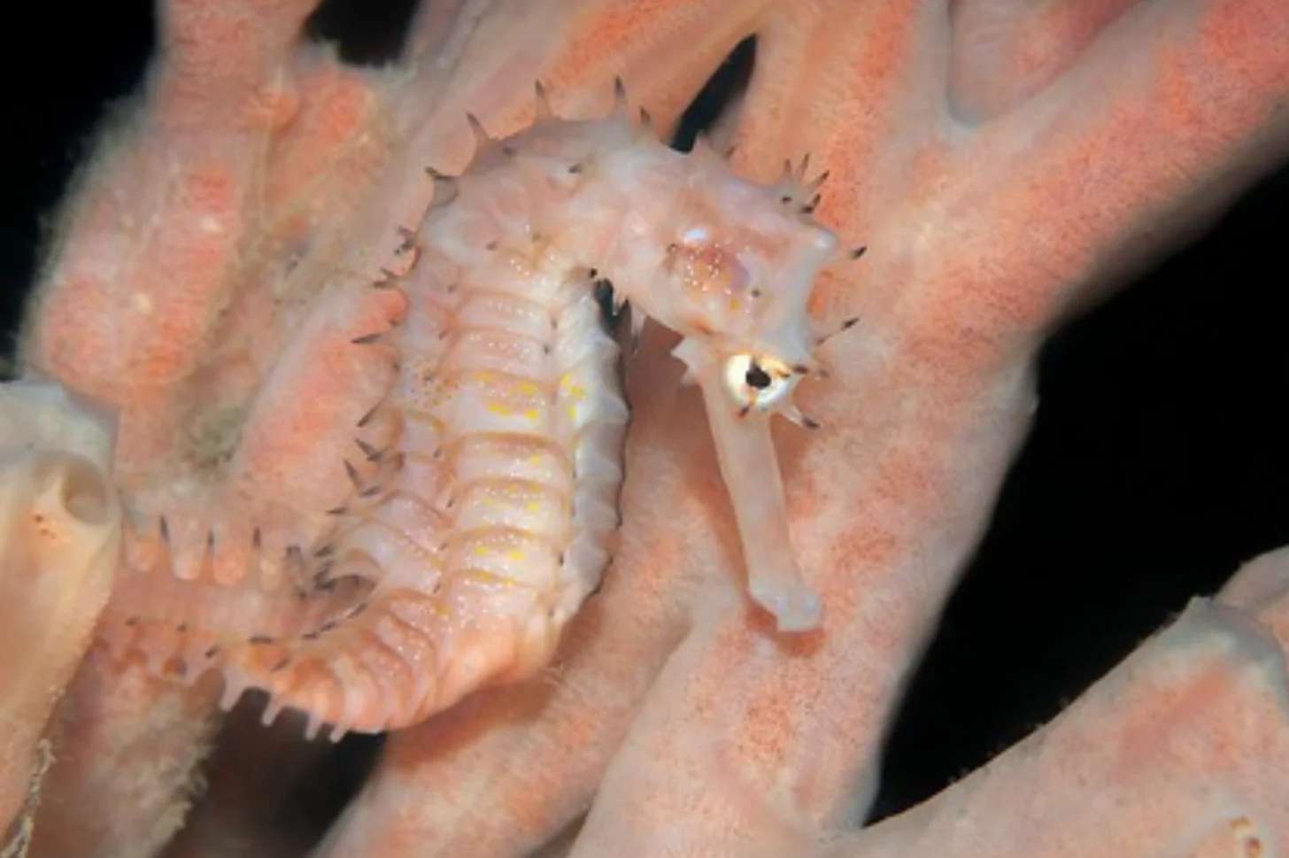 A pink seahorse with bristles along its body swims underwater, surrounded by coral or anemone structures.