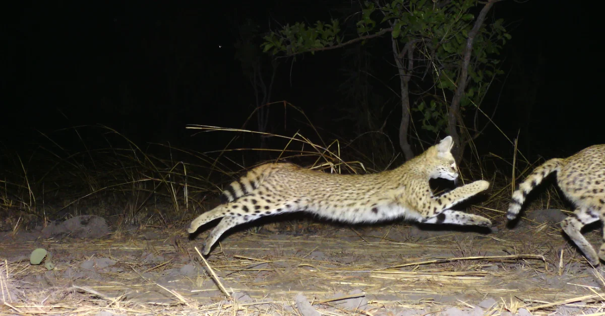 A spotted wild cat stretches across sandy ground at night, with dry grass and vegetation visible in the background.