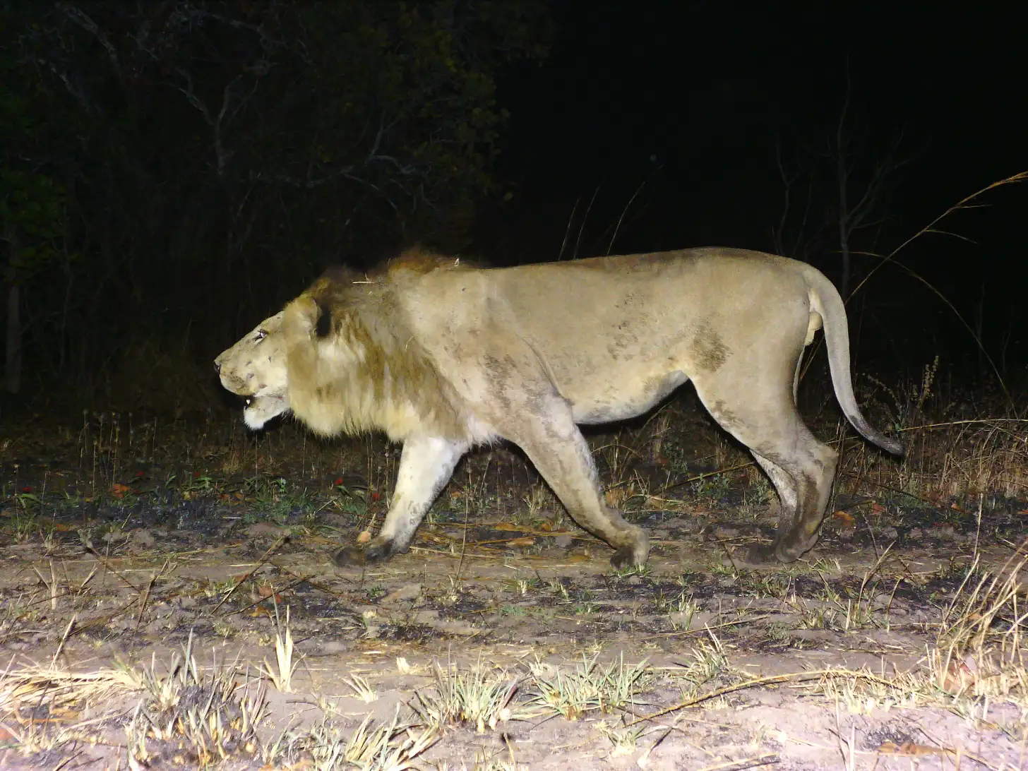 A large male lion with a full mane walks across sandy ground at night, surrounded by sparse grass and dark trees in the background.