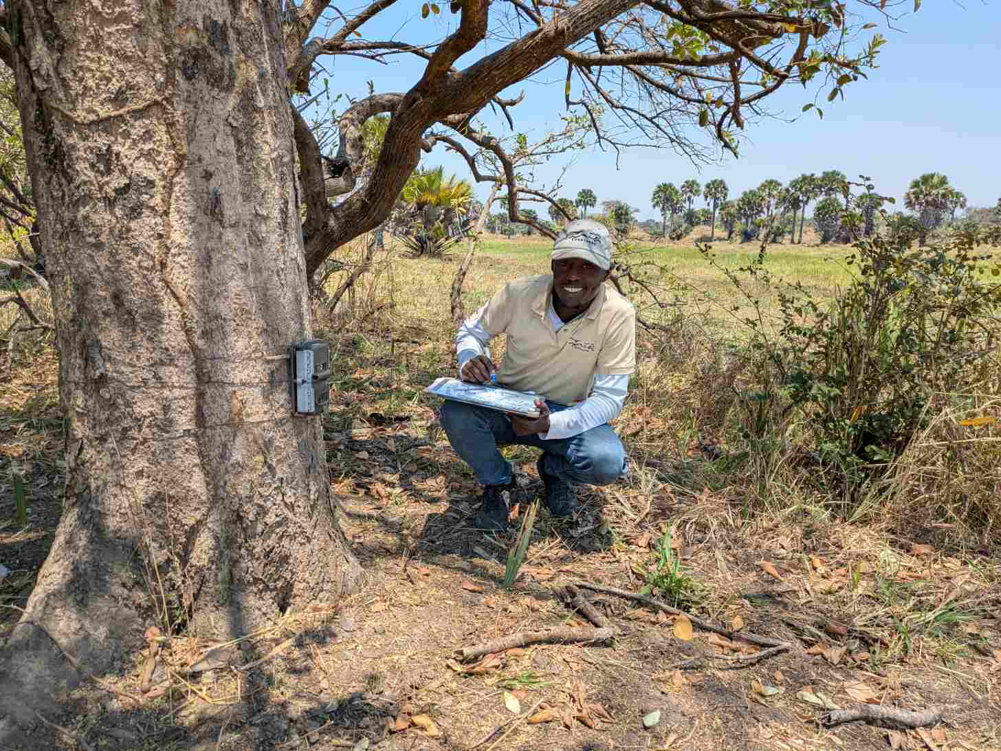 A man crouches beside a large tree trunk holding a clipboard, with a monitoring device attached to the tree and a dry grassland with scattered palm trees visible in the background.
