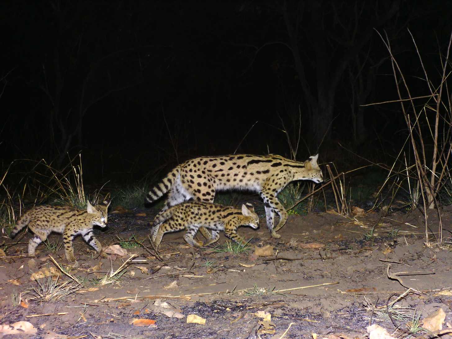 An adult spotted cat with two kittens on rocky ground at night, surrounded by dry grass and vegetation against a dark background.