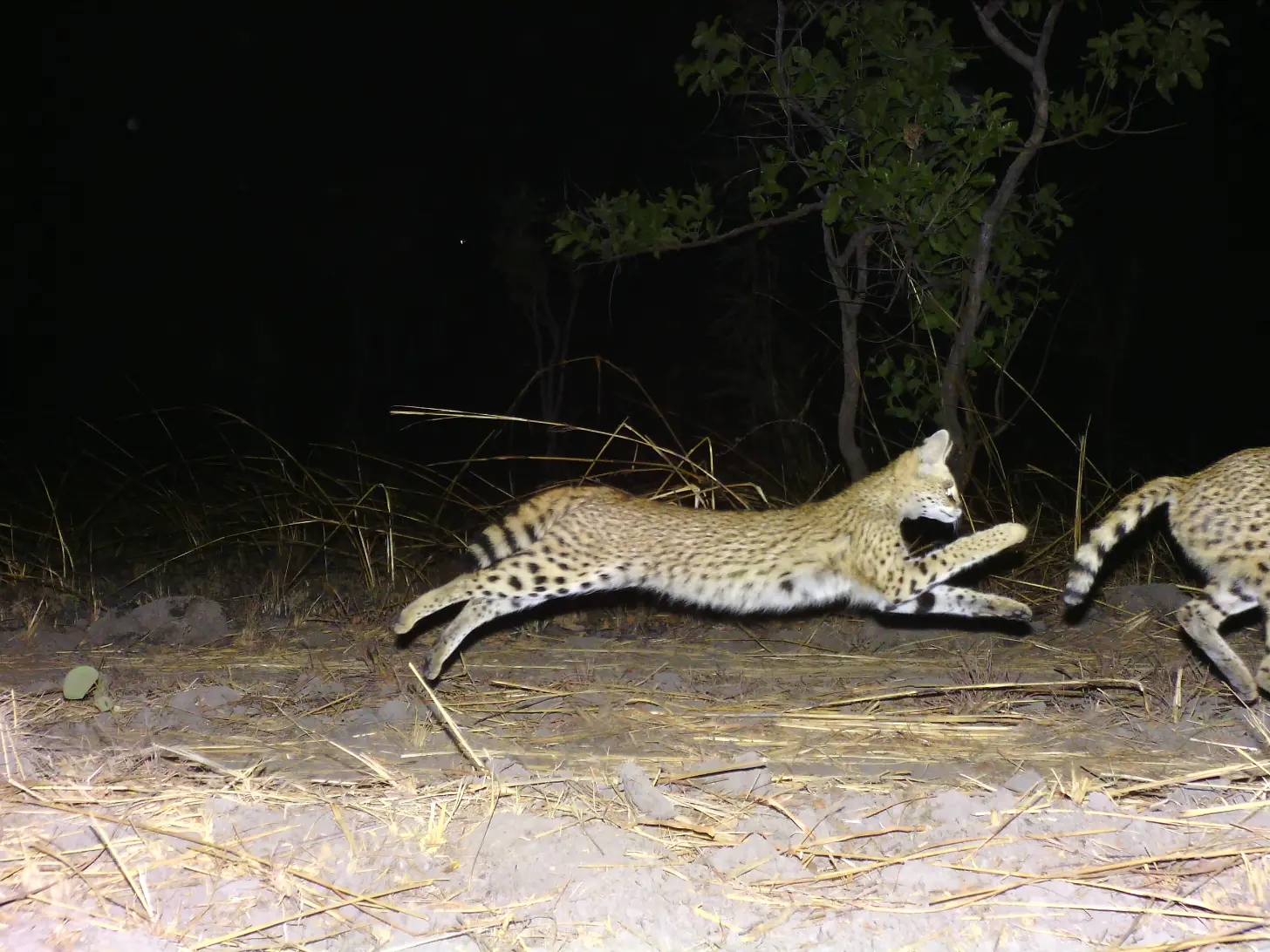 A spotted wild cat stretches across sandy ground at night, with dry grass and vegetation visible in the background.