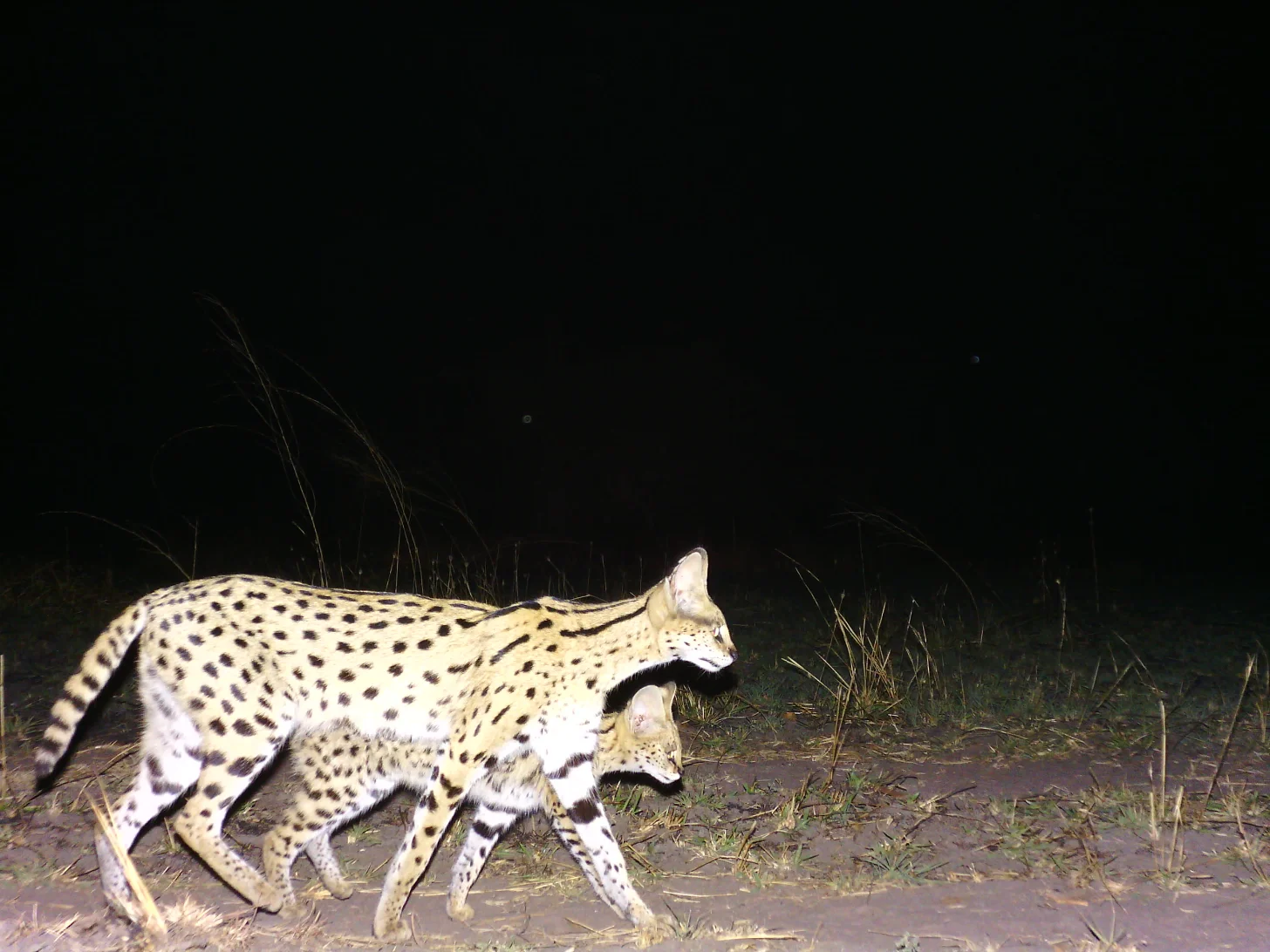 A spotted wild cat with a slender build and distinctive facial markings walks across sandy ground at night, illuminated by camera flash, with dry grass visible in the background.
