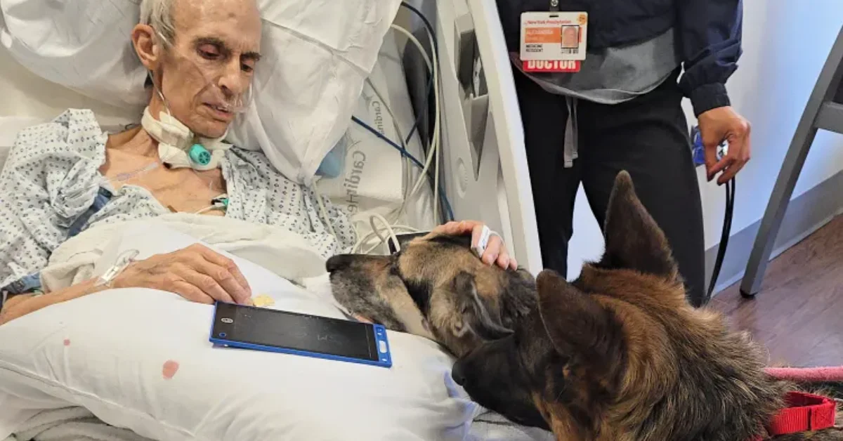 An elderly patient in a hospital bed petting two German shepherds while medical staff stand nearby.