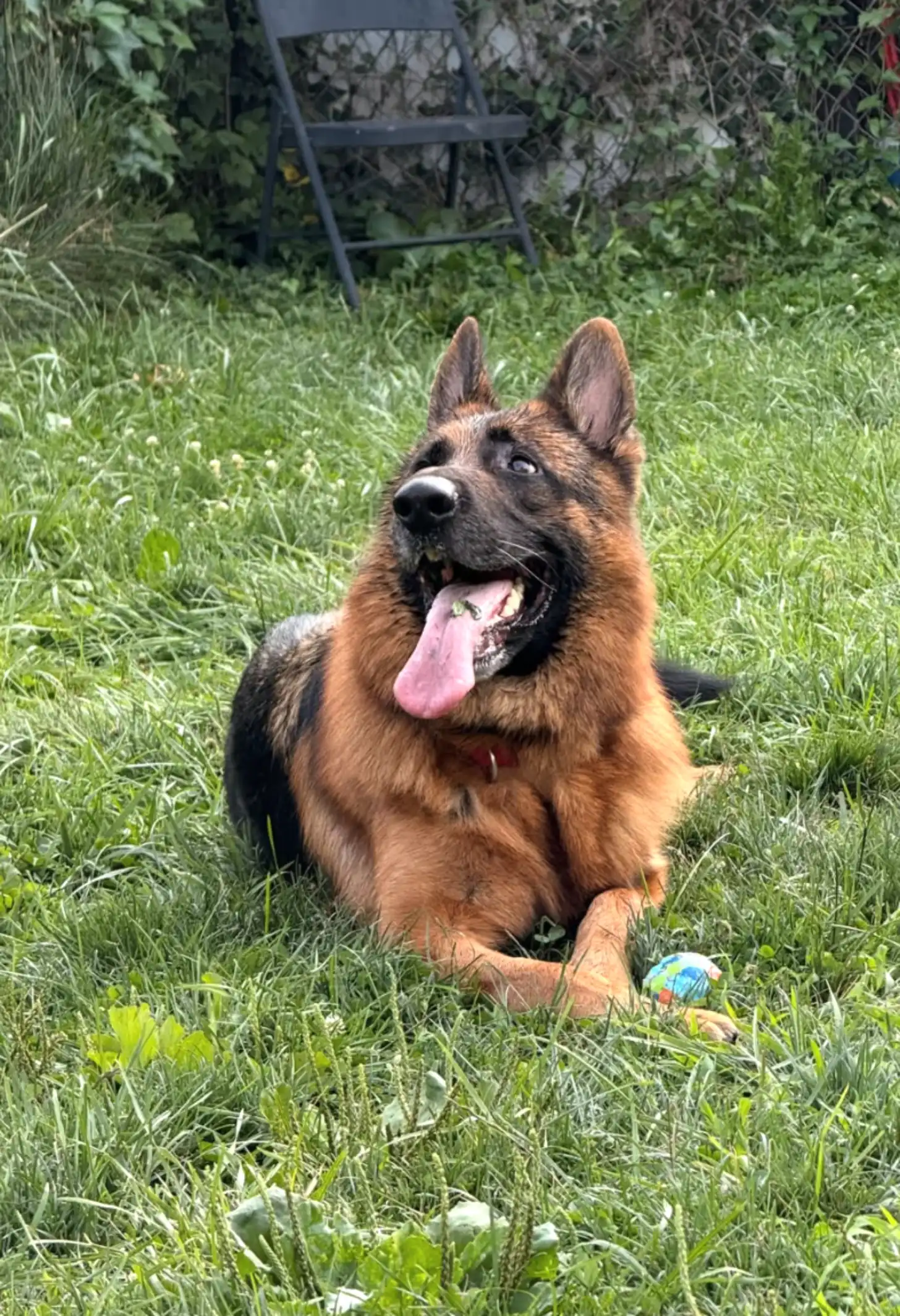 A German Shepherd with tan and black markings sits in tall grass with its tongue out, wearing a red collar. A small toy ball is visible in the grass beside the dog.