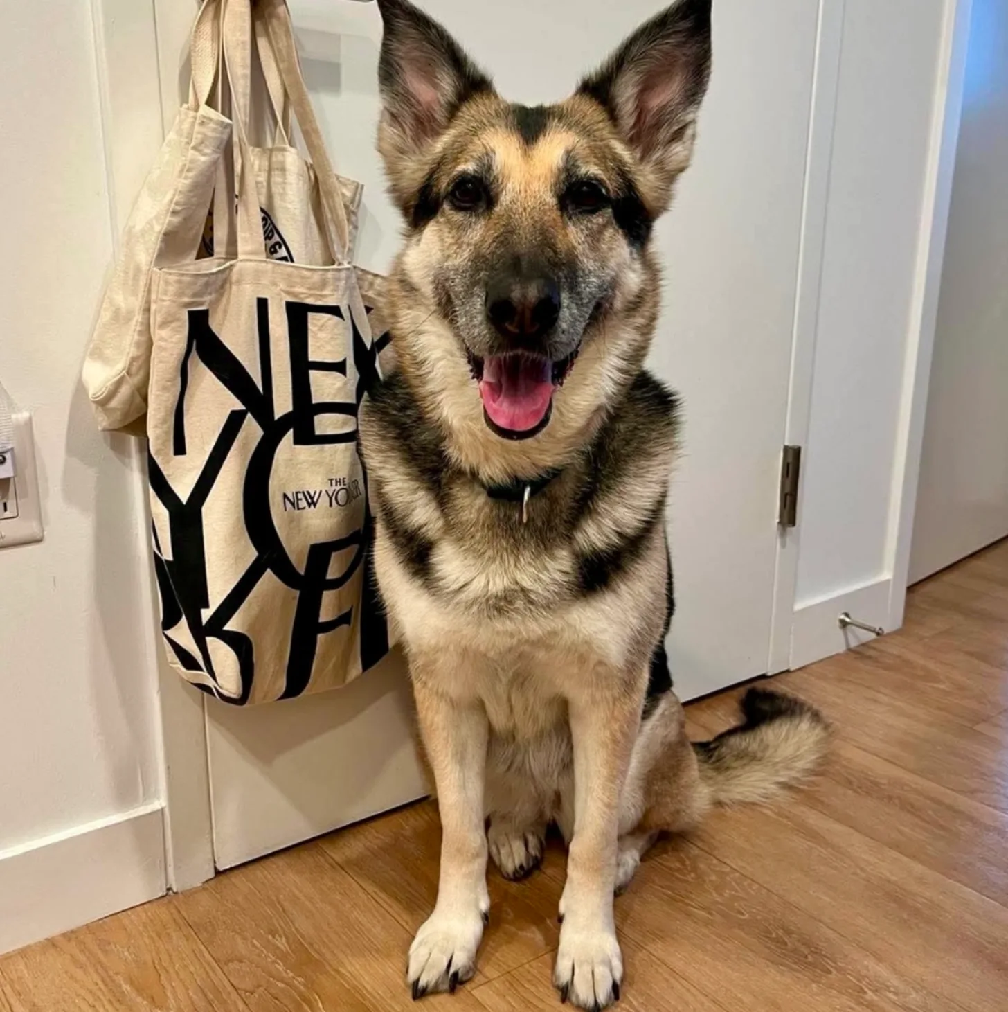 A large tan and black dog with erect ears sits facing the camera with its mouth open in the entryway of a home. A canvas tote bag printed with "NEW YORK" hangs on the wall behind it.