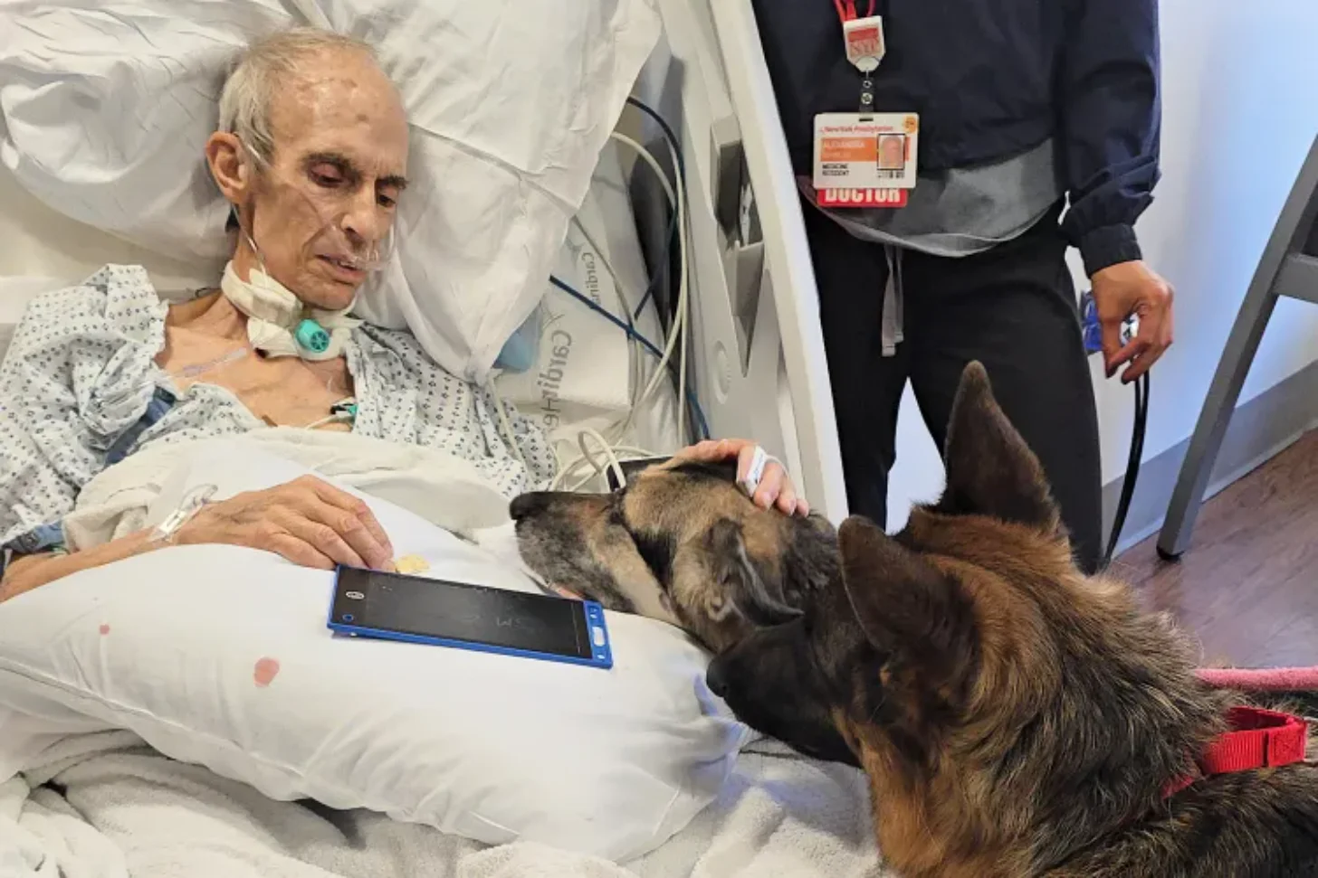An elderly patient in a hospital bed petting two German shepherds while medical staff stand nearby.