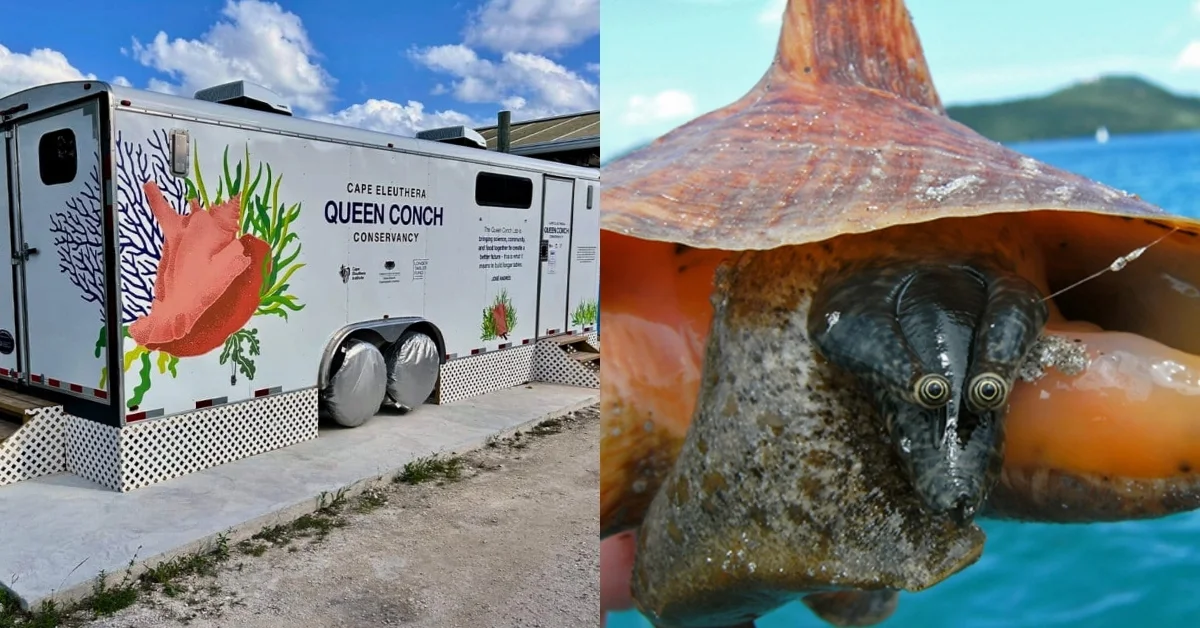 Left: Mobile education trailer labeled "Cape Eleuthera Queen Conch Conservancy" with illustrated queen conch artwork on its side. Right: Close-up of a dark-colored sea creature with large round eyes on a rocky surface, with a cone-shaped rock formation and blue water visible in the background.