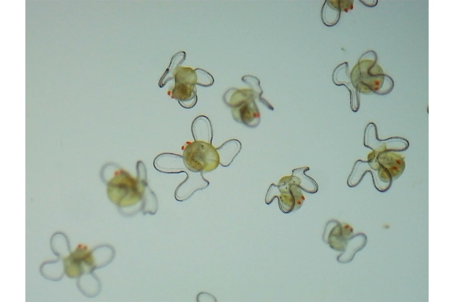 Microscopic organisms with round yellowish bodies and curved appendages scattered across a light background.