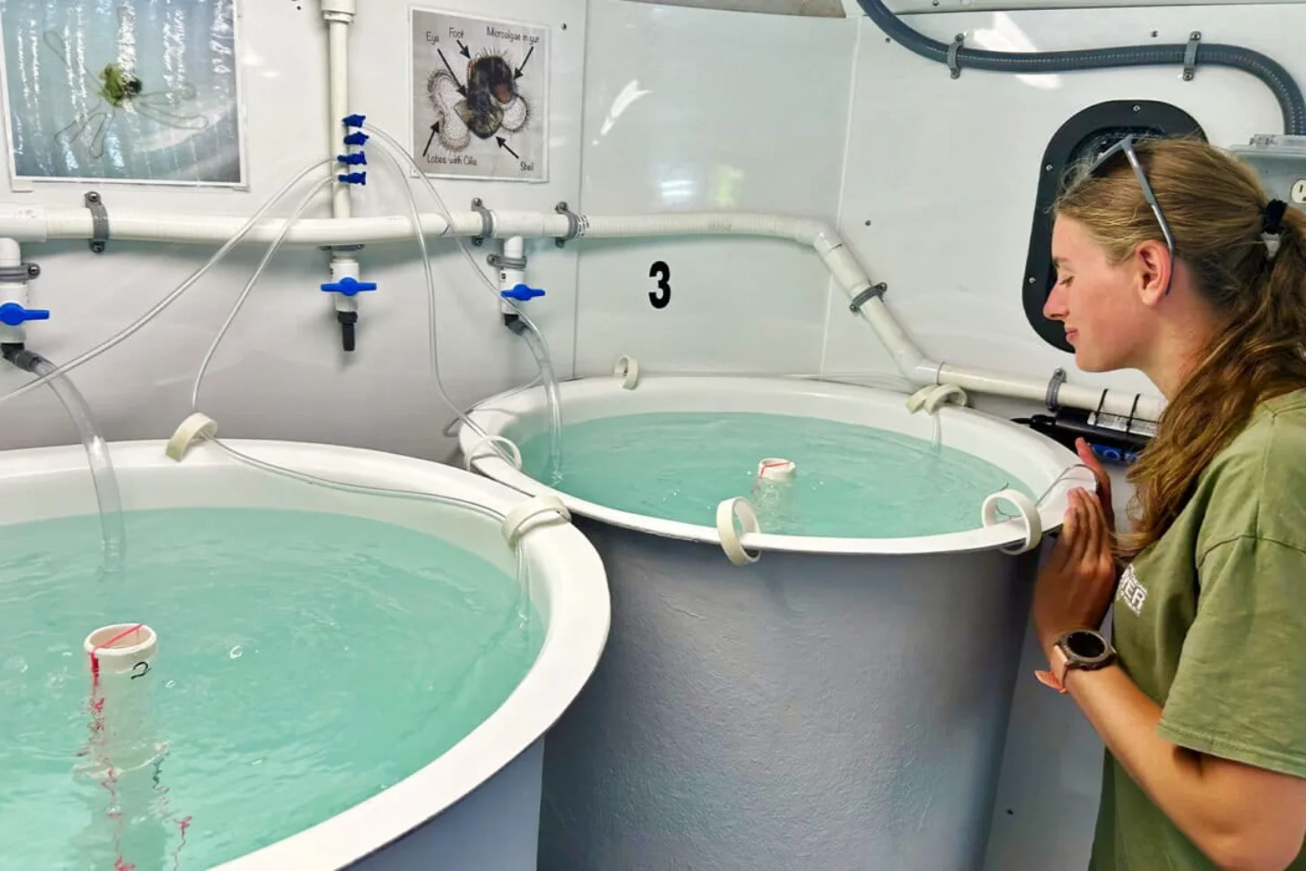 A woman in a green shirt observes fish in circular tanks filled with turquoise water in a laboratory setting. Multiple white pipes with blue valves connect the tanks, with one tank labeled "3" visible.