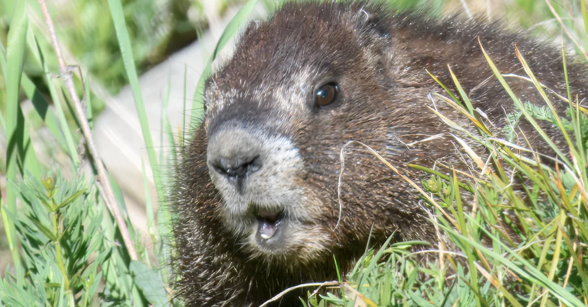 A brown and white rodent with prominent front teeth sits among green grass and vegetation, with its mouth slightly open.