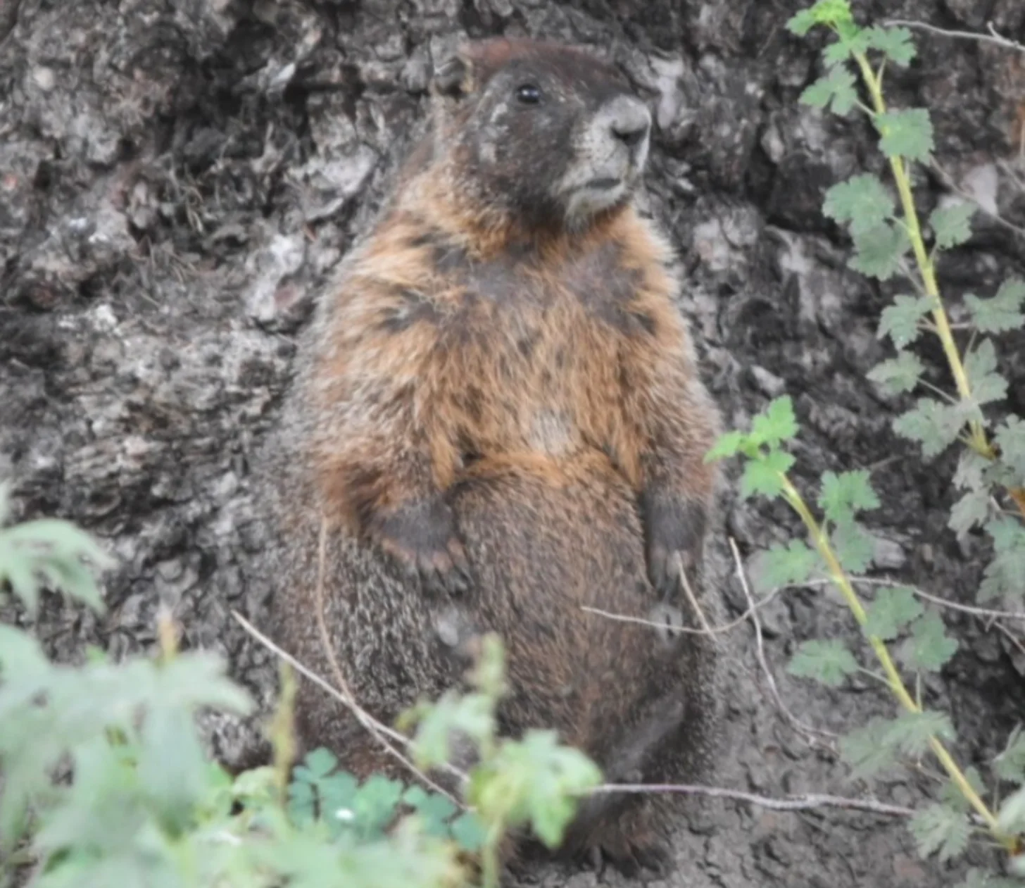 A brown marmot with distinctive facial features sits upright against a textured gray rock surface, surrounded by green leafy vines.