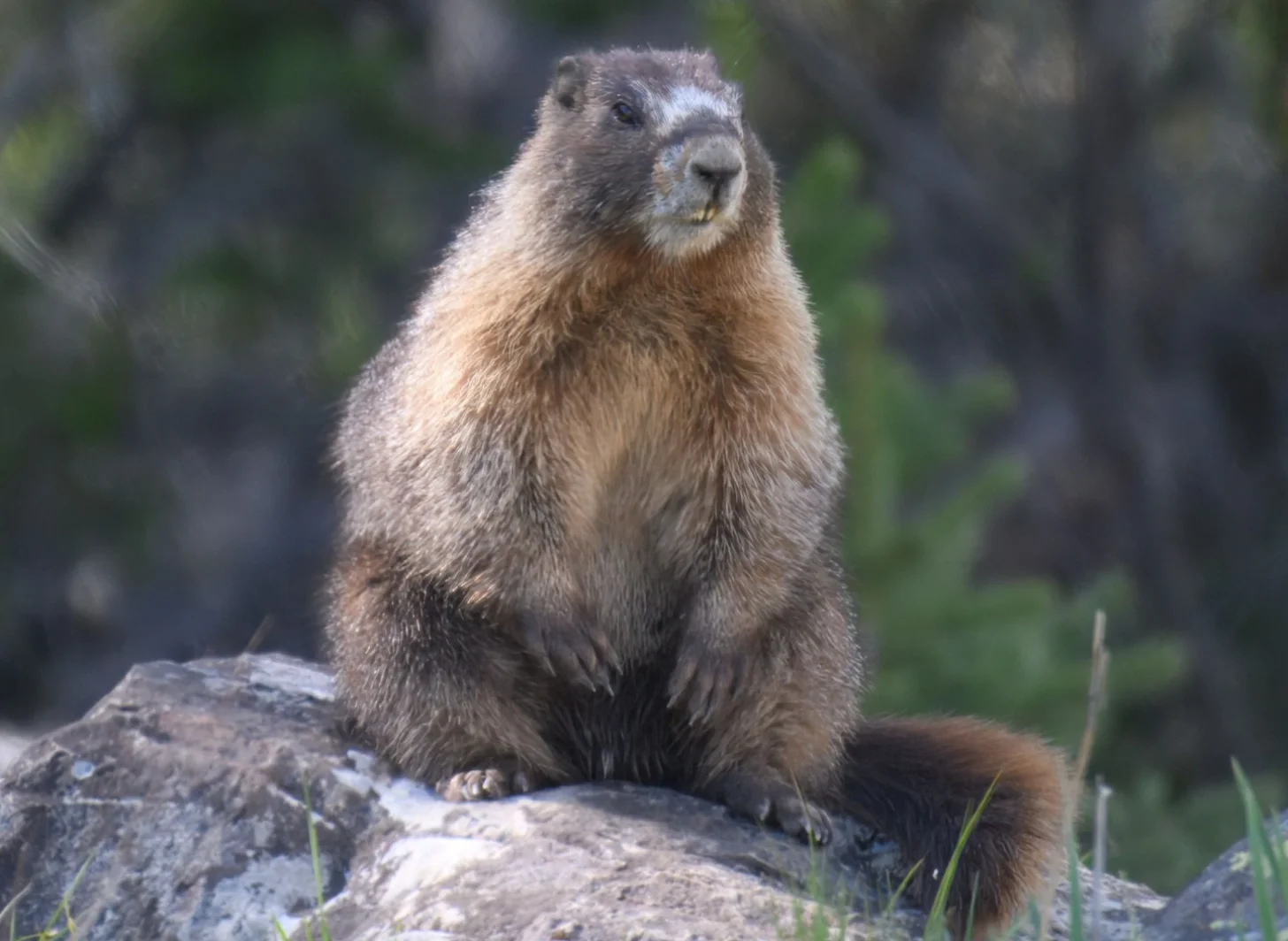 A marmot sits upright on a rock, facing the camera with its body positioned toward the left side of the frame. Its brown and gray fur is clearly visible, with lighter coloring on its face and chest.