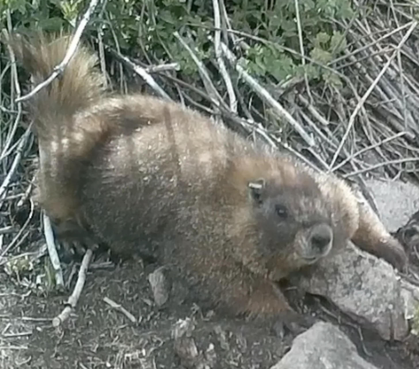 A brown marmot with thick fur sits among green vegetation and bare branches, looking toward the camera.