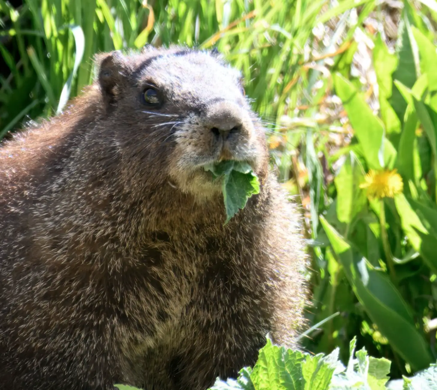 A brown and gray marmot with visible whiskers eats a green leaf while surrounded by tall grass and small yellow flowers.