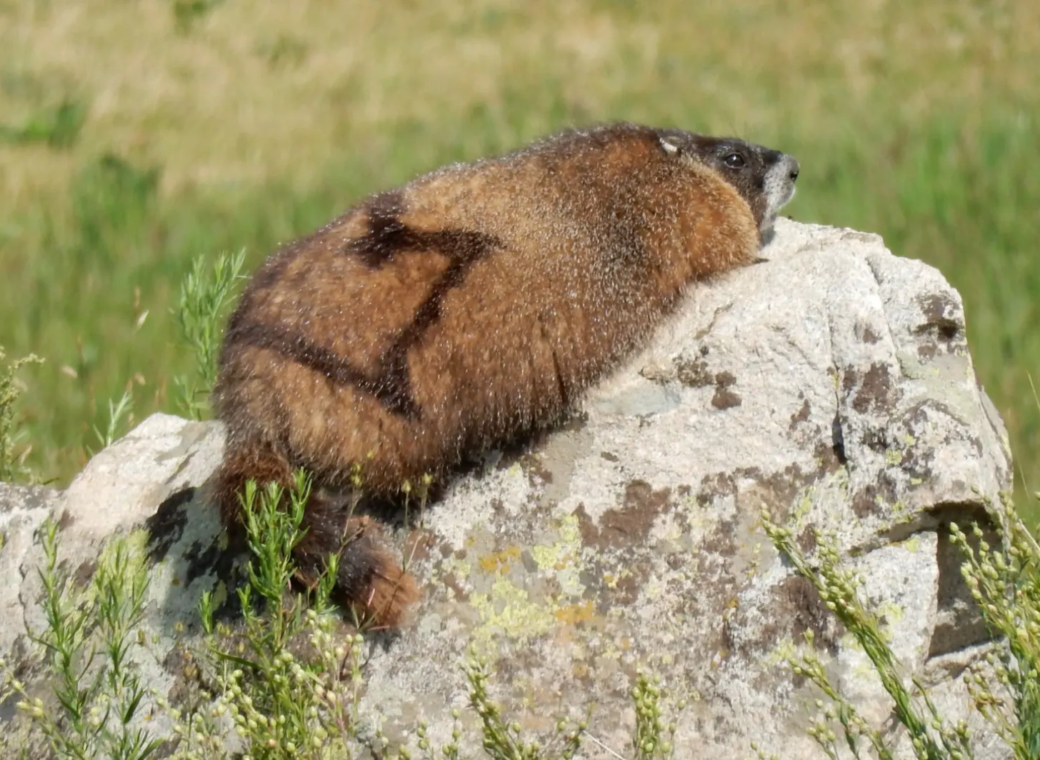 A brown marmot with a white-striped face sits upright on a gray rock surrounded by green grass and small plants.