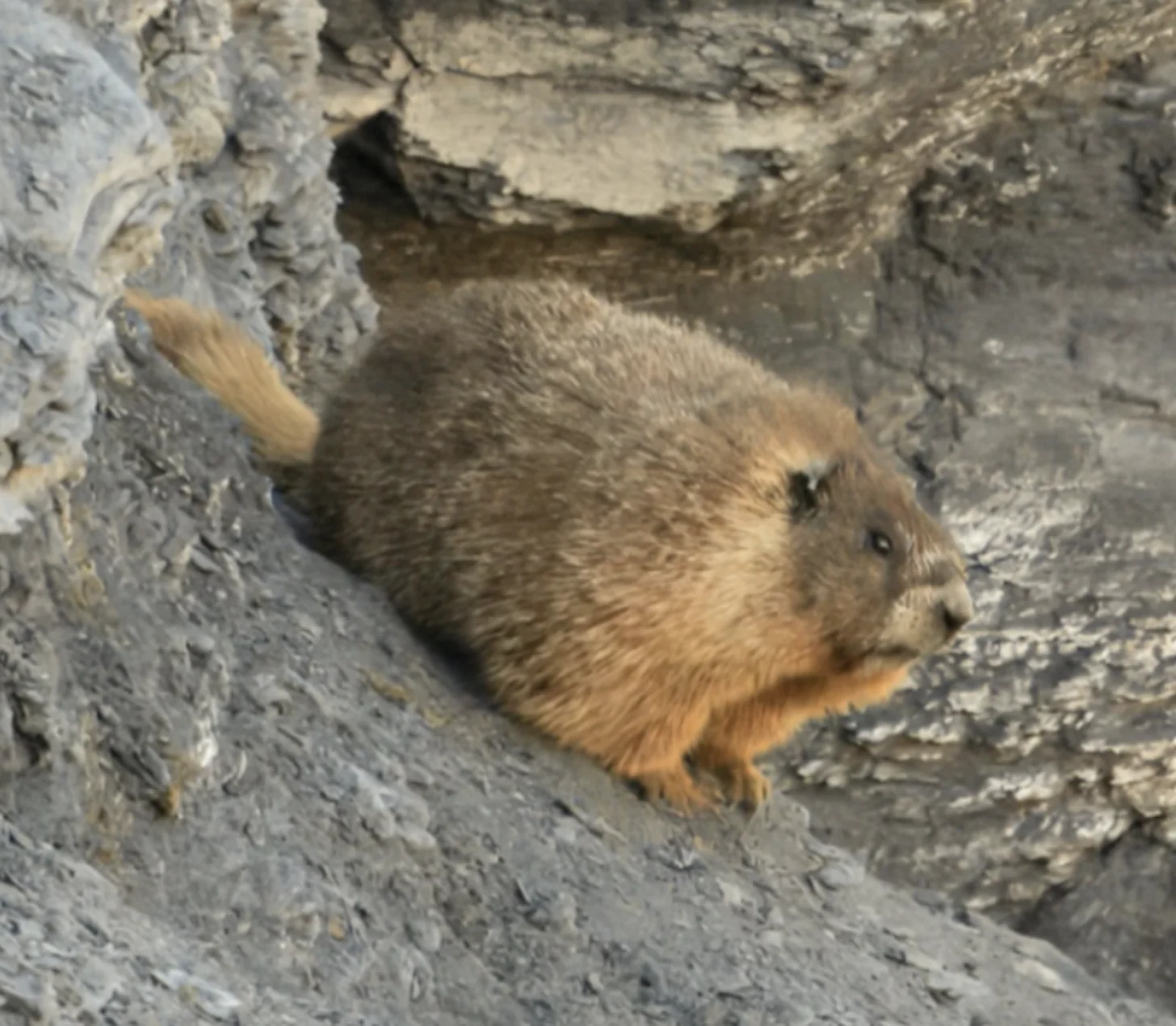 A small brown marmot with tan markings sits on gray concrete or stone surface.