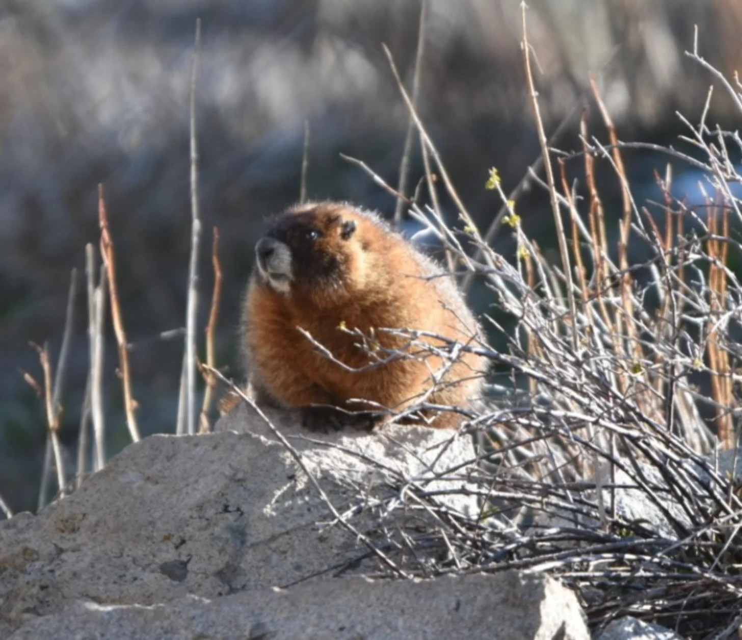 A brown marmot sits upright on a mound of dirt next to dried grasses and twigs, looking toward the upper left.