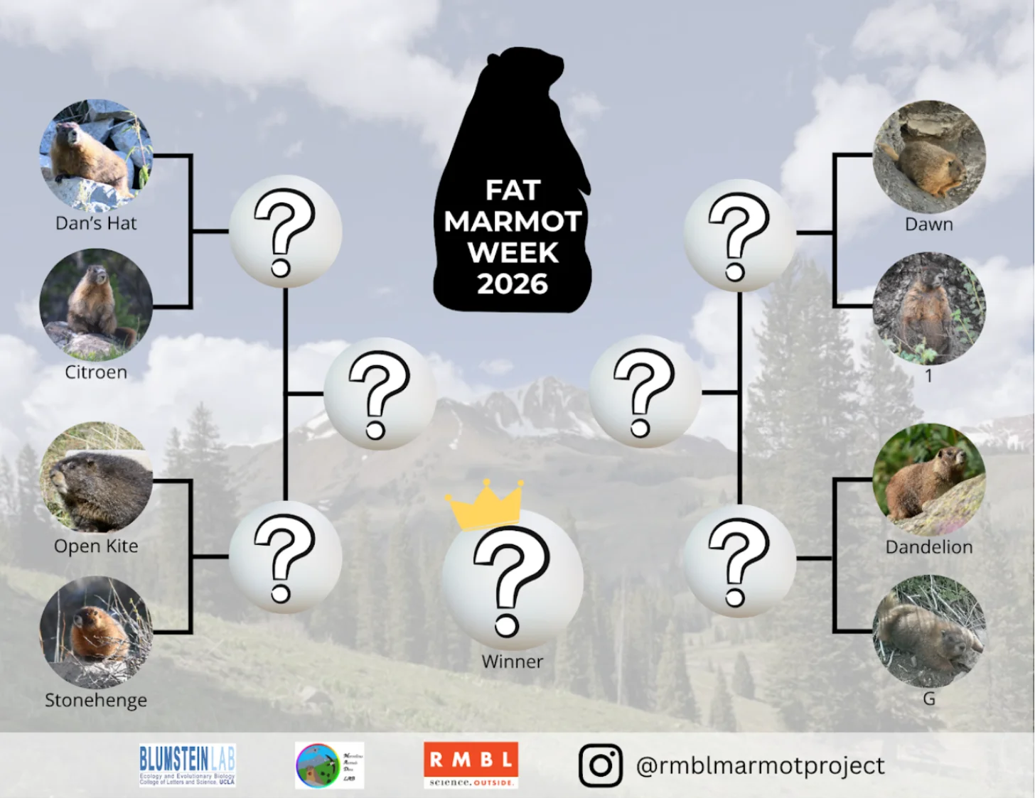 Tournament bracket for Fat Marmot Week 2026 showing eight marmot competitors on the left (Dan's Hat, Citroen, Open Kite, Stonehenge) and right (Dawn, 1, Dandelion, G) advancing through four rounds to determine a winner marked with a crown.