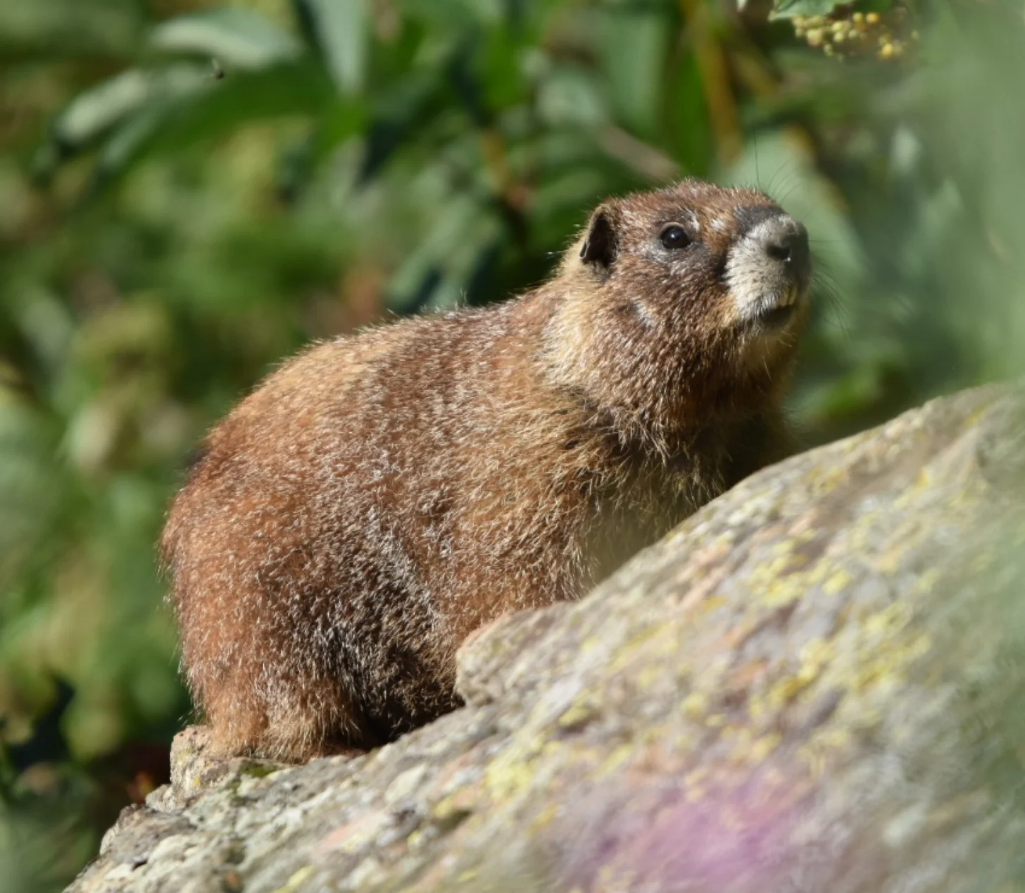 A marmot stands upright on a rock, looking to the side with green foliage visible in the background.