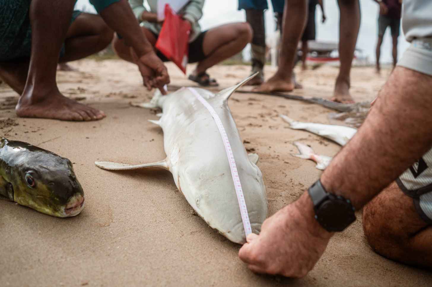 Wayuu fishers and Puyuii researchers measure the carcass of a caught blacknose shark, an endangered species.