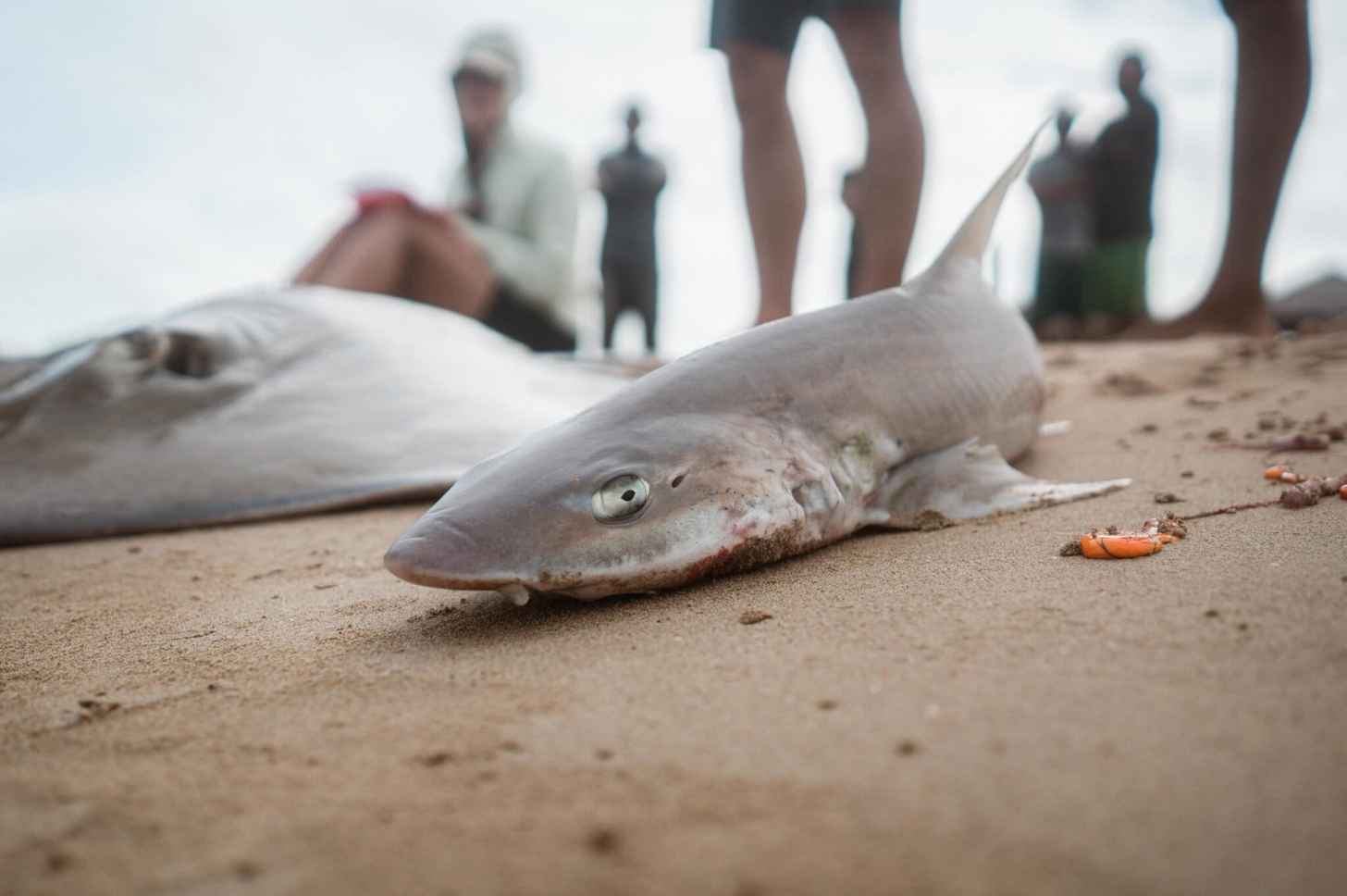 A smooth-hound shark caught by Wayuu fishers pictured on a beach near Punta Gallinas, La Guajira.
