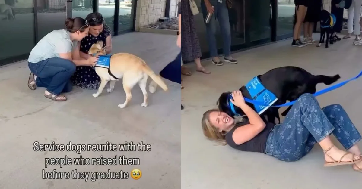 Two images showing people with service dogs wearing blue vests. Left: two women crouch down petting a tan and white dog. Right: a woman lies on the ground petting a black dog. Text overlay reads "Service dogs reunite with the people who raised them before they graduate."