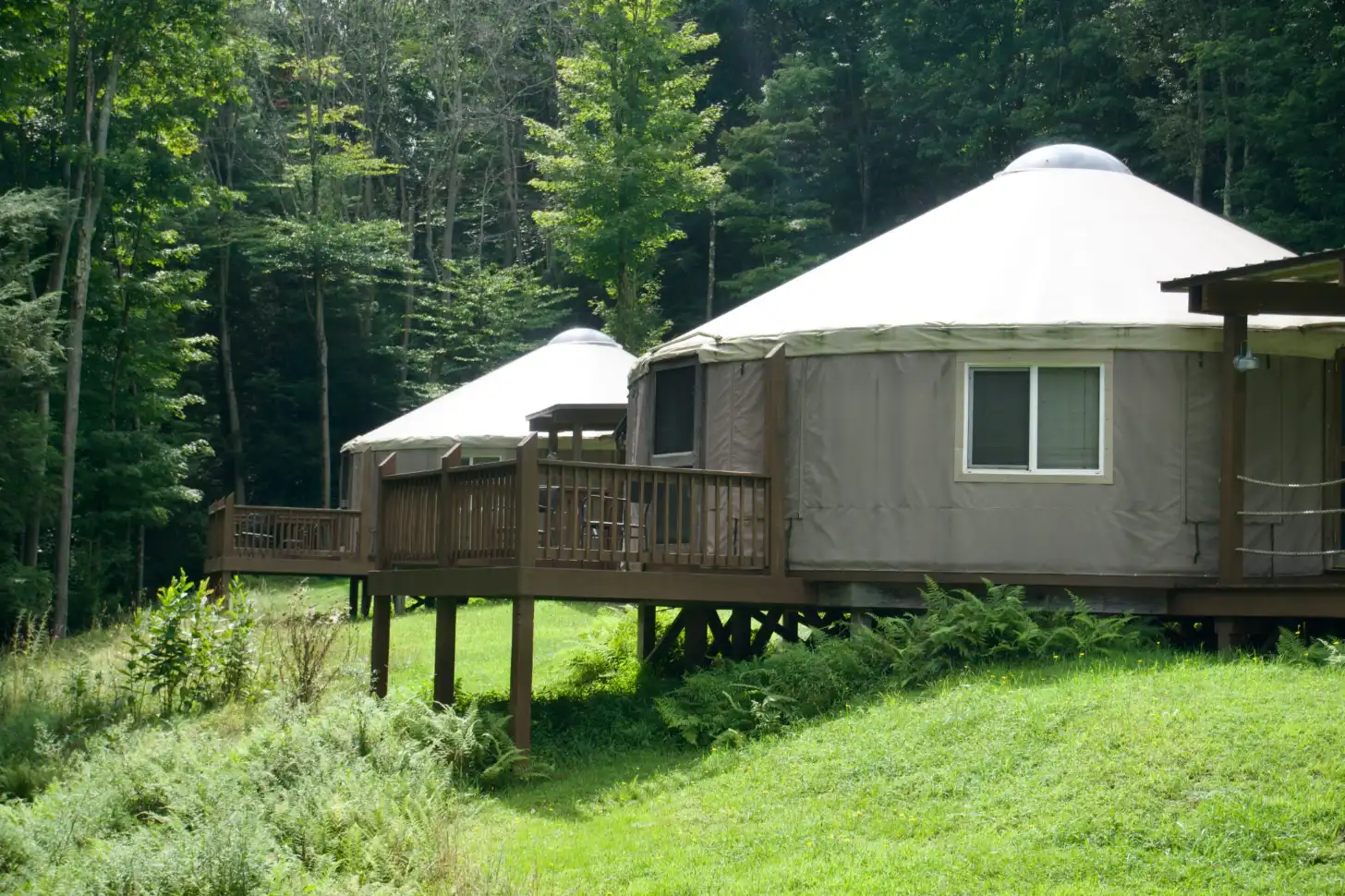 A yurt with white cone-shaped roof sits on a wooden platform with a deck in a forested clearing, surrounded by tall trees and overgrown grass.