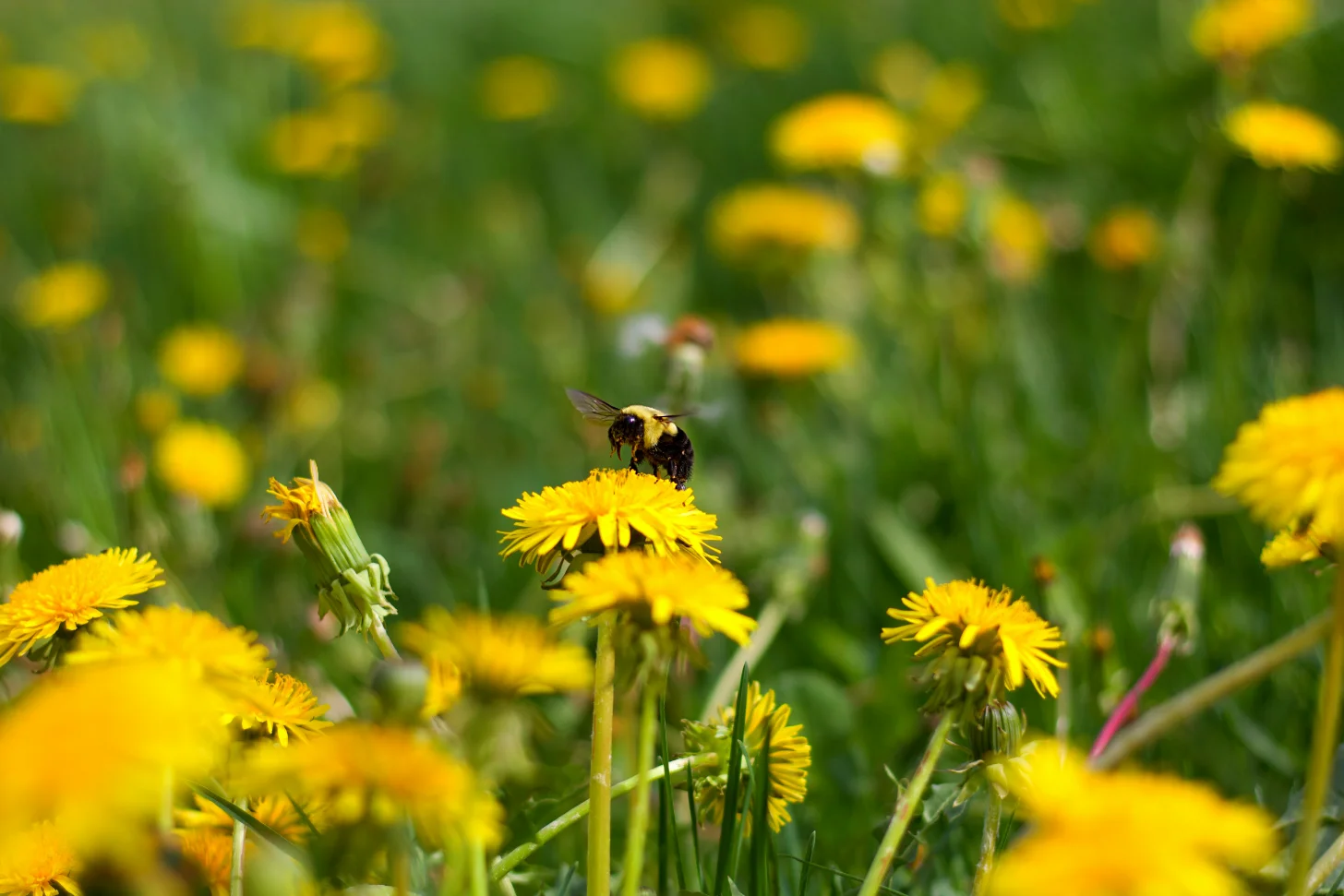 A bumblebee lands on a bright yellow dandelion flower among a field of similar blooms and green stems.
