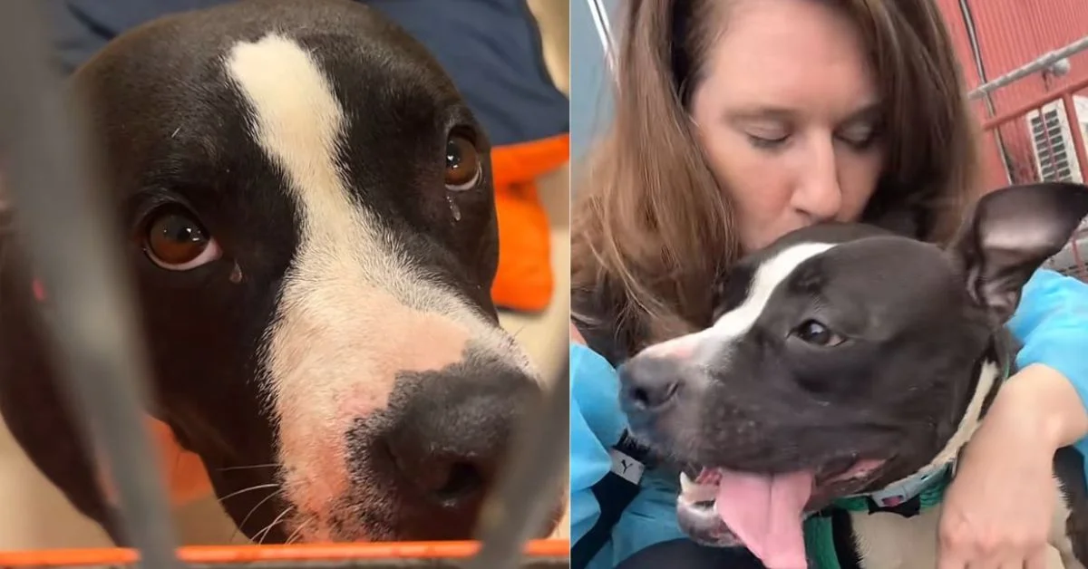 Left: Close-up of a black and white dog's face looking at camera. Right: A woman in a blue shirt holds a black dog with white markings on its chest and face, the dog's tongue out.