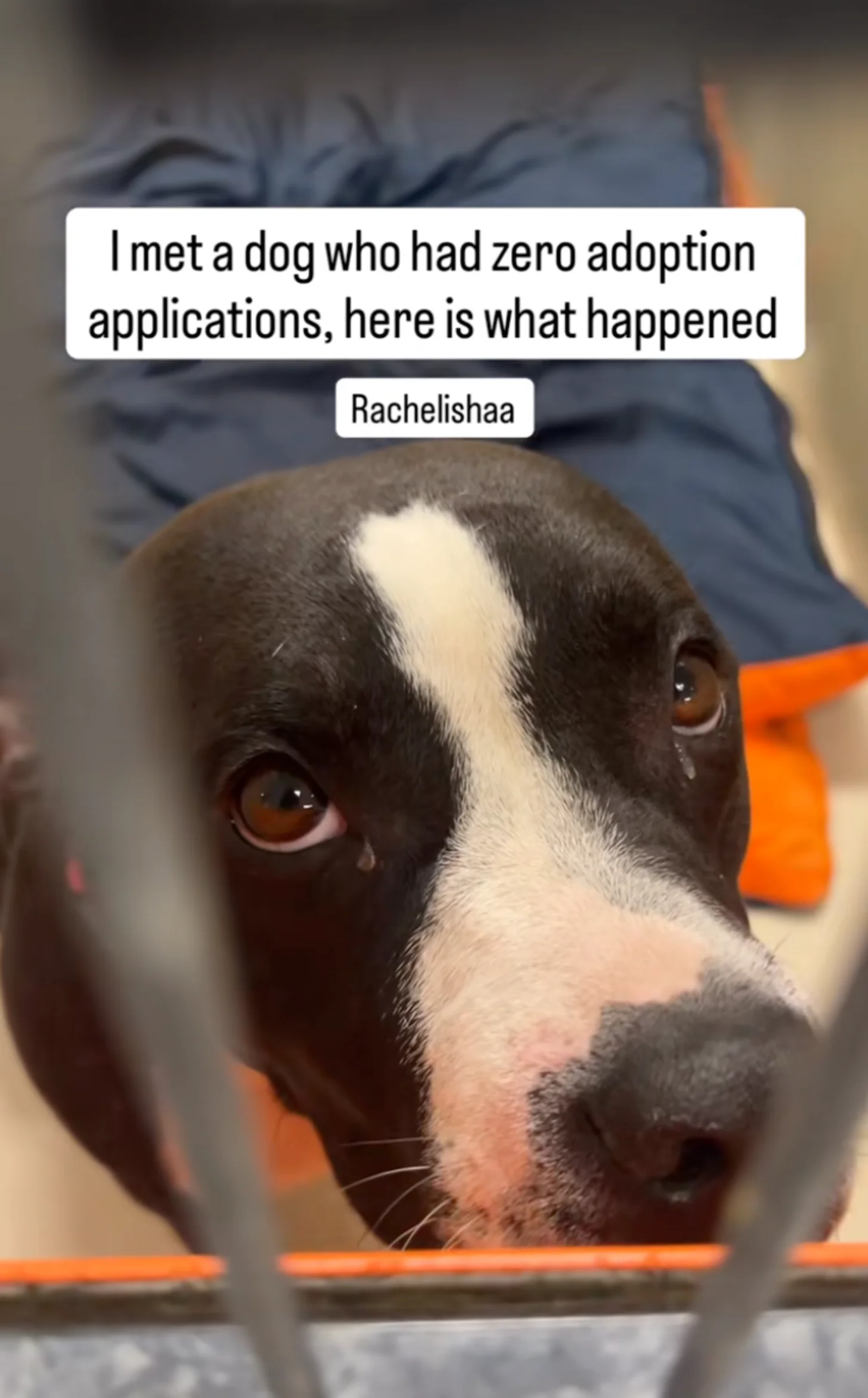 A black and white dog with brown eyes looks directly at the camera. Text overlay reads: "I met a dog who had zero adoption applications, here is what happened" and "Rachelishaa"