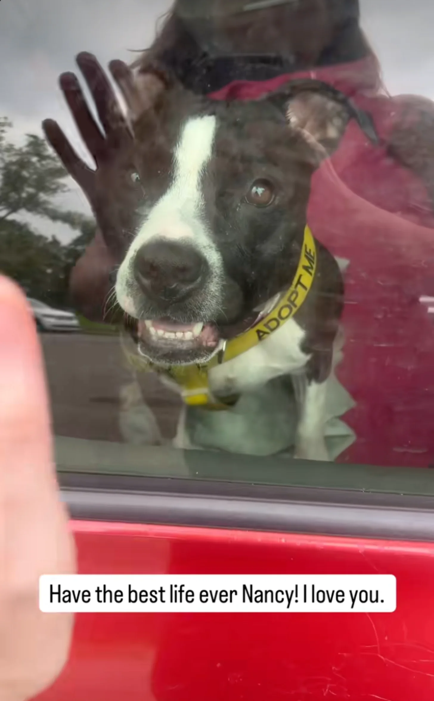 A black and white dog with a yellow collar presses its face against a car window while a person holds up their hand to wave goodbye. Text overlay reads: "Have the best life ever Nancy! I love you."
