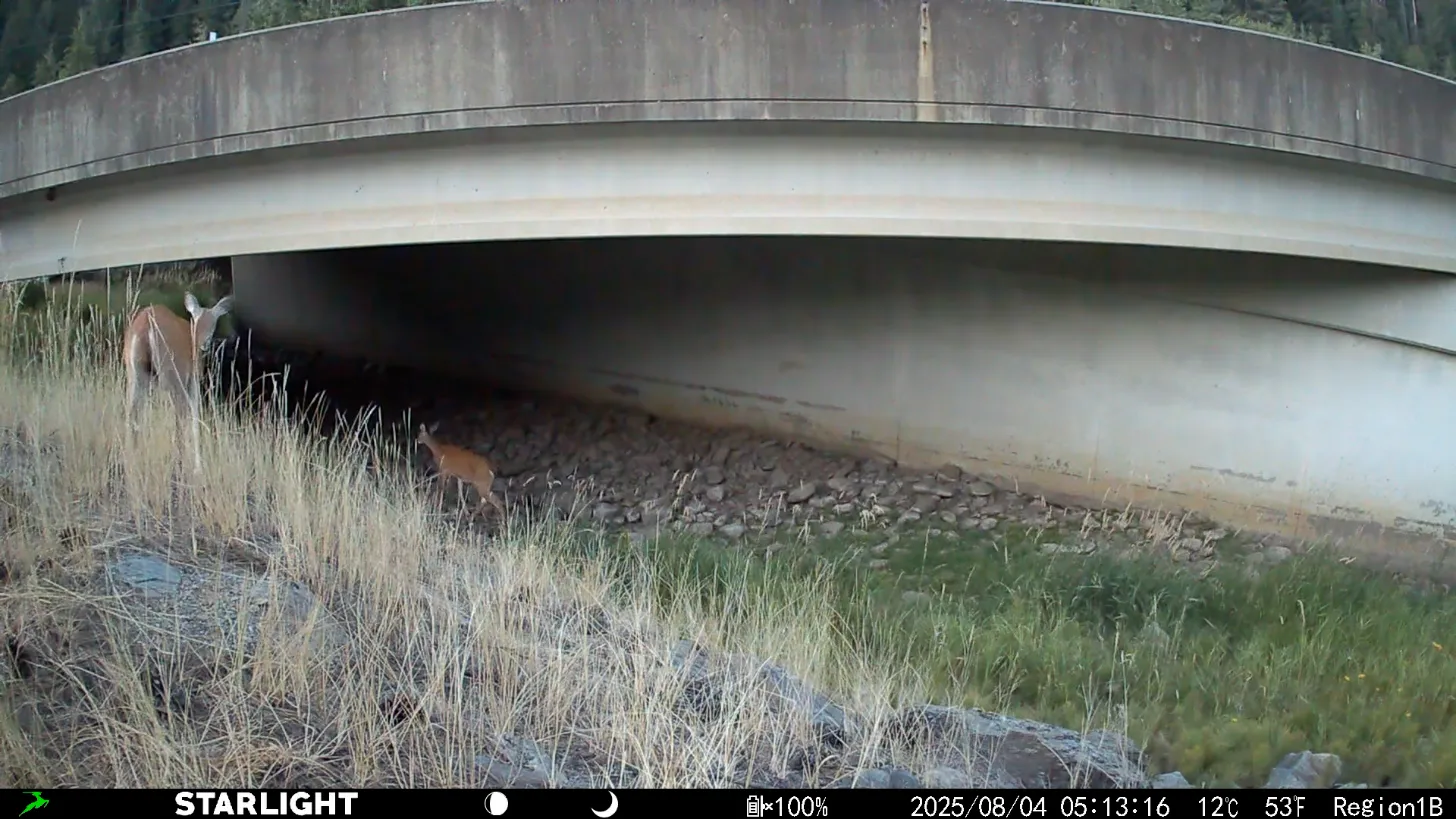 A brown four-legged animal stands near dried grasses beside a concrete bridge underpass with a rocky streambed visible beneath.