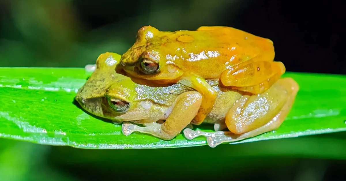 Two yellow toads sit together on a bright green leaf, their moist skin glistening under wet conditions.