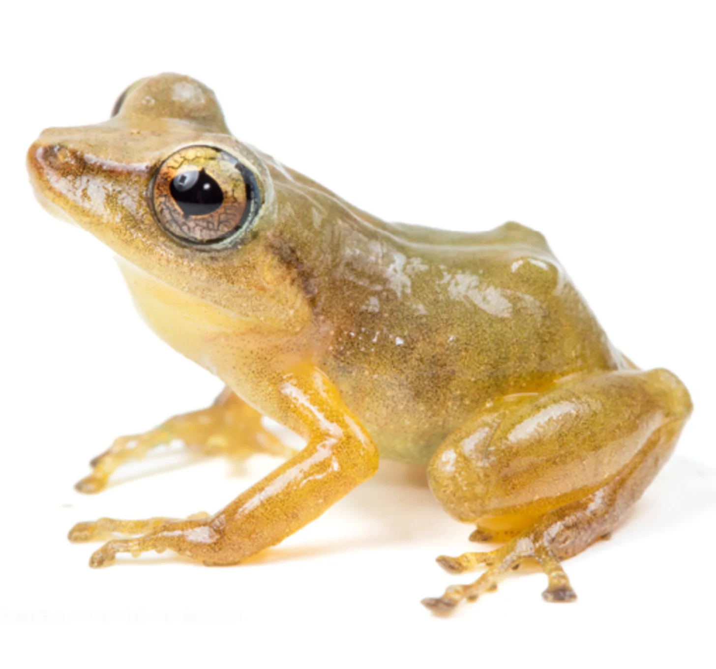 A tan and yellow frog with large, prominent eyes sits in profile against a white background. The frog's legs are visible beneath its body, with yellow coloring visible on its underside and limbs.