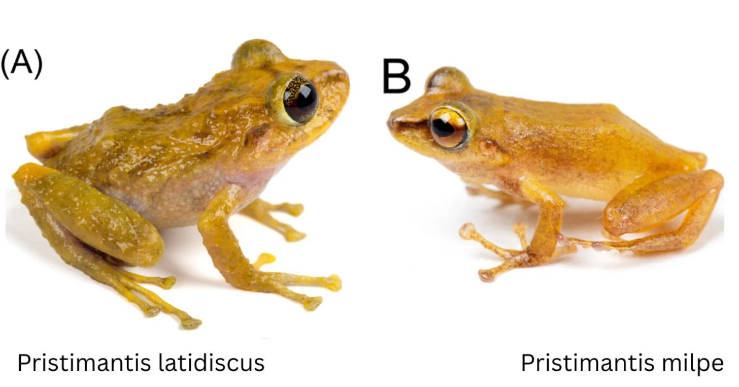 Two yellow-brown frogs photographed against a white background. Left specimen labeled Pristimantis latidiscus has a rougher, more textured appearance. Right specimen labeled Pristimantis milpae has smoother skin. Both display prominent eyes and visible toe pads.