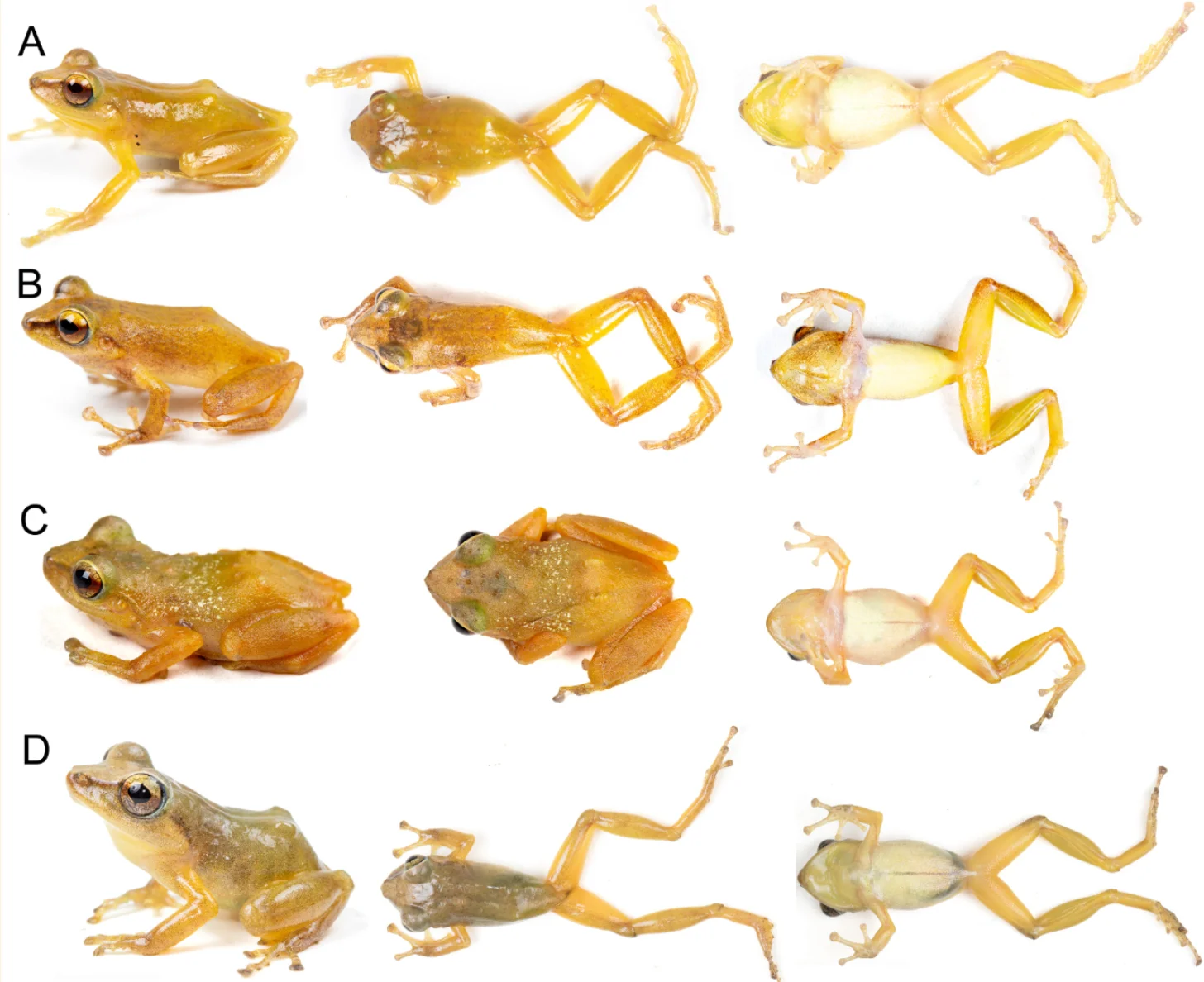 Four rows labeled A through D, each showing three views of small yellow-brown frogs at different angles—side profile, ventral view, and dorsal view.