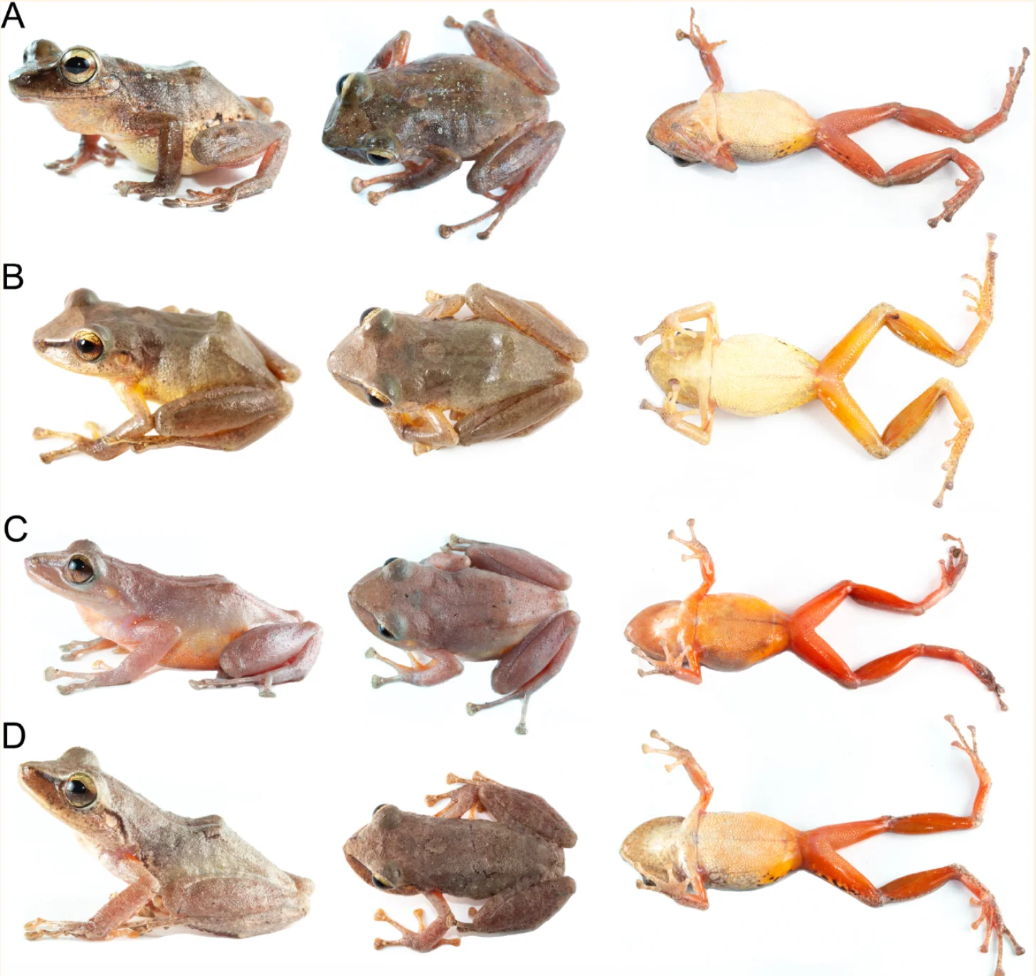 Four rows labeled A through D, each showing three frogs photographed from different angles—side view, top view, and ventral view. Frogs range in coloration from brown and tan to orange and yellow across the rows.