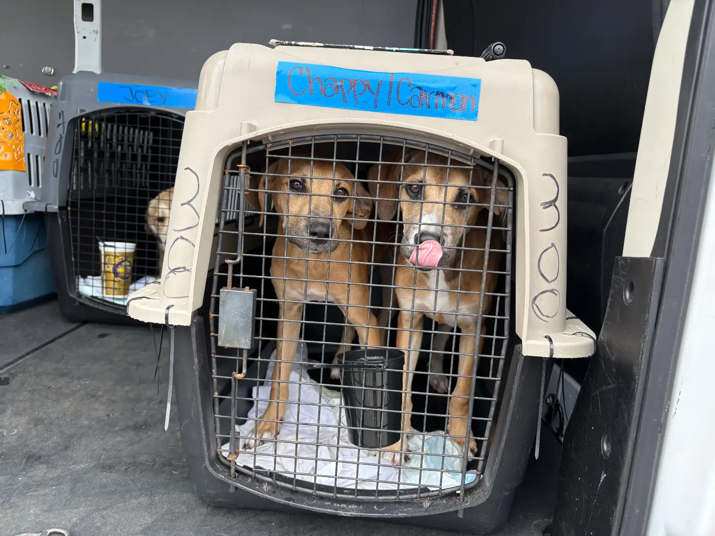 Two brown dogs with pink tongues visible inside a cream-colored pet carrier labeled "Chappy/Carrion" in a vehicle.