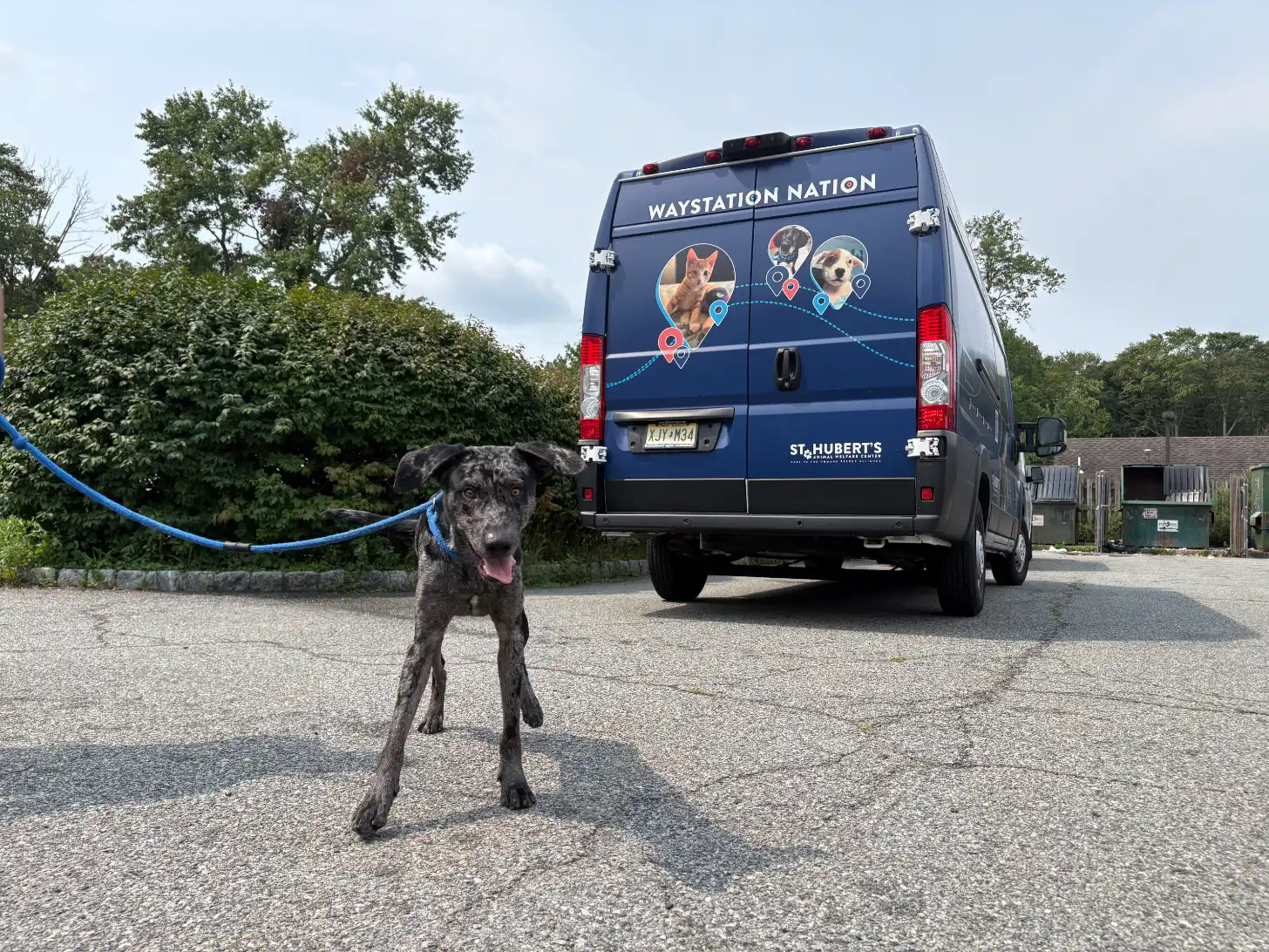 A dark-colored dog on a blue leash stands on gravel facing a blue van labeled "WAYSTATION NATION" with dog imagery on its rear doors.