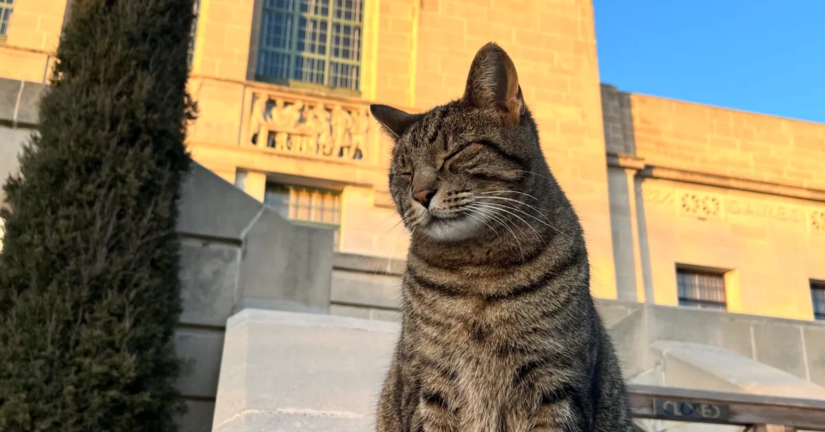 A tabby cat sits in bright sunlight on a concrete surface, with its eyes closed. Behind it stands a yellow brick building with windows and green foliage to the left.