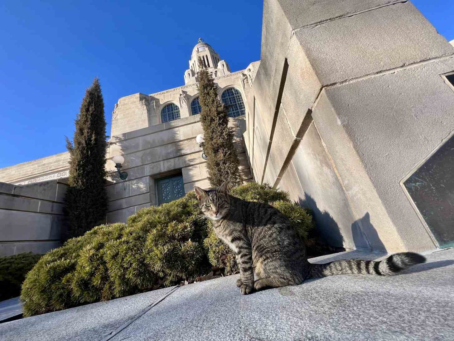 A tabby cat sits on pavement in front of a white stone building with a domed tower, cypress trees, and ivy-covered walls under a clear blue sky.