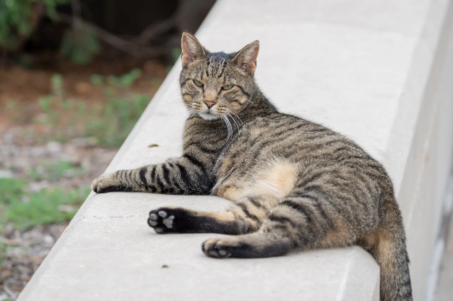 A tabby cat lies on a white concrete ledge, looking toward the camera with front paws extended.