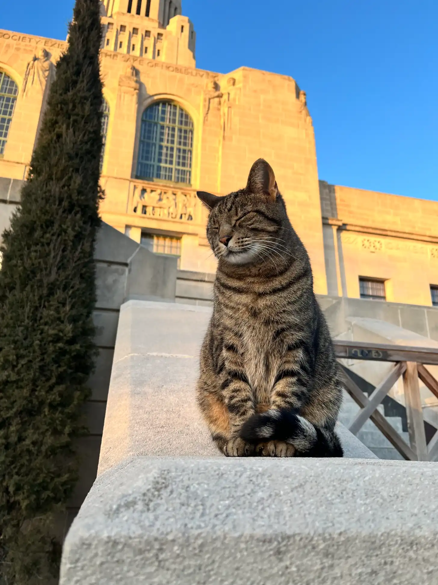 Tabby cat sitting on concrete surface, with eyes closed and mouth slightly open, facing camera. Yellow stone building with cypress tree visible in background.
