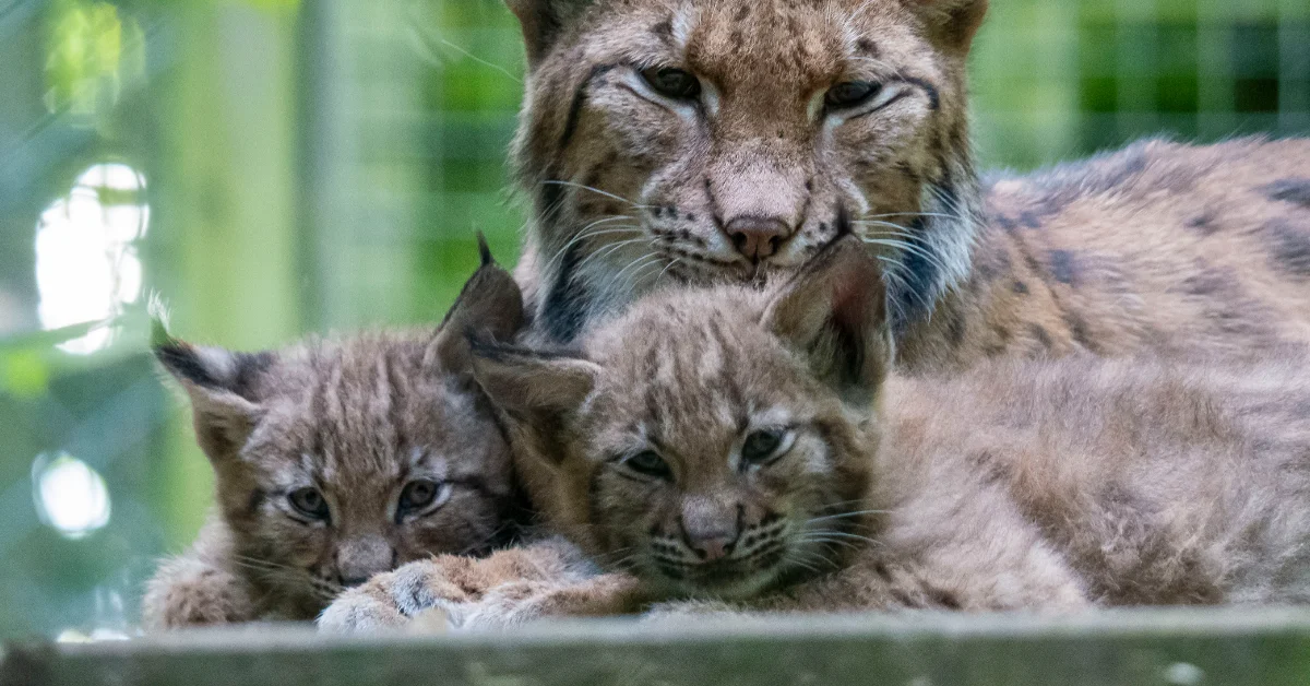 A large wild cat (lynx) with two younger cubs rests on the ground, with the adult's eyes closed and the cubs looking toward the camera.