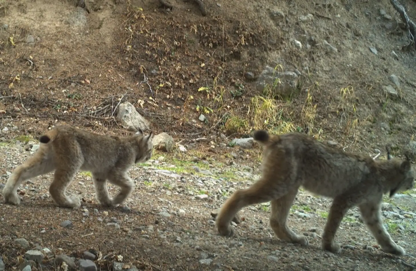 Two lynx cats walk on rocky ground near a hillside with sparse vegetation and a bird perched in the background.
